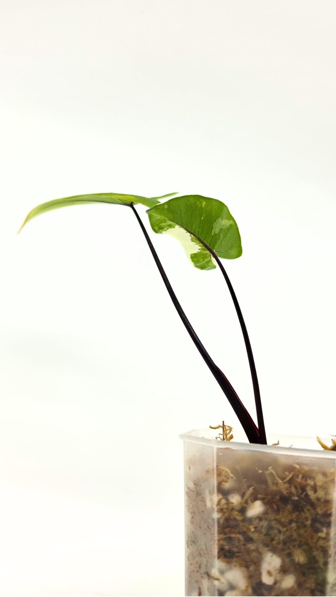 Rare indoor plant Alocasia Macrorrhiza Black Stem Variegated from The Leaf Gallery in Perth, Western Australia