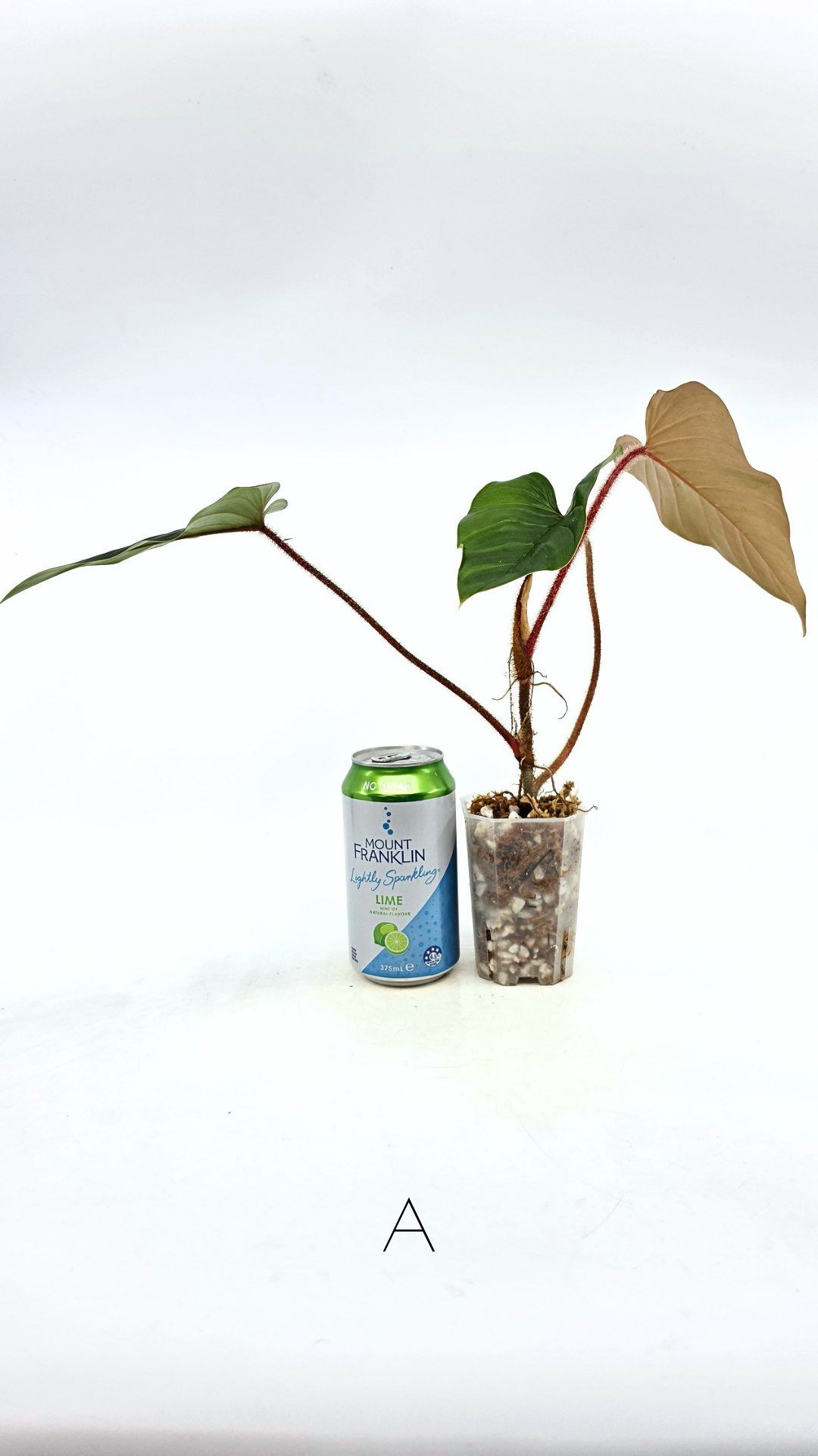 Rare indoor plant Philodendron Red Serpens available for sale at rare plant shop The Leaf Gallery in Perth, Western Australia