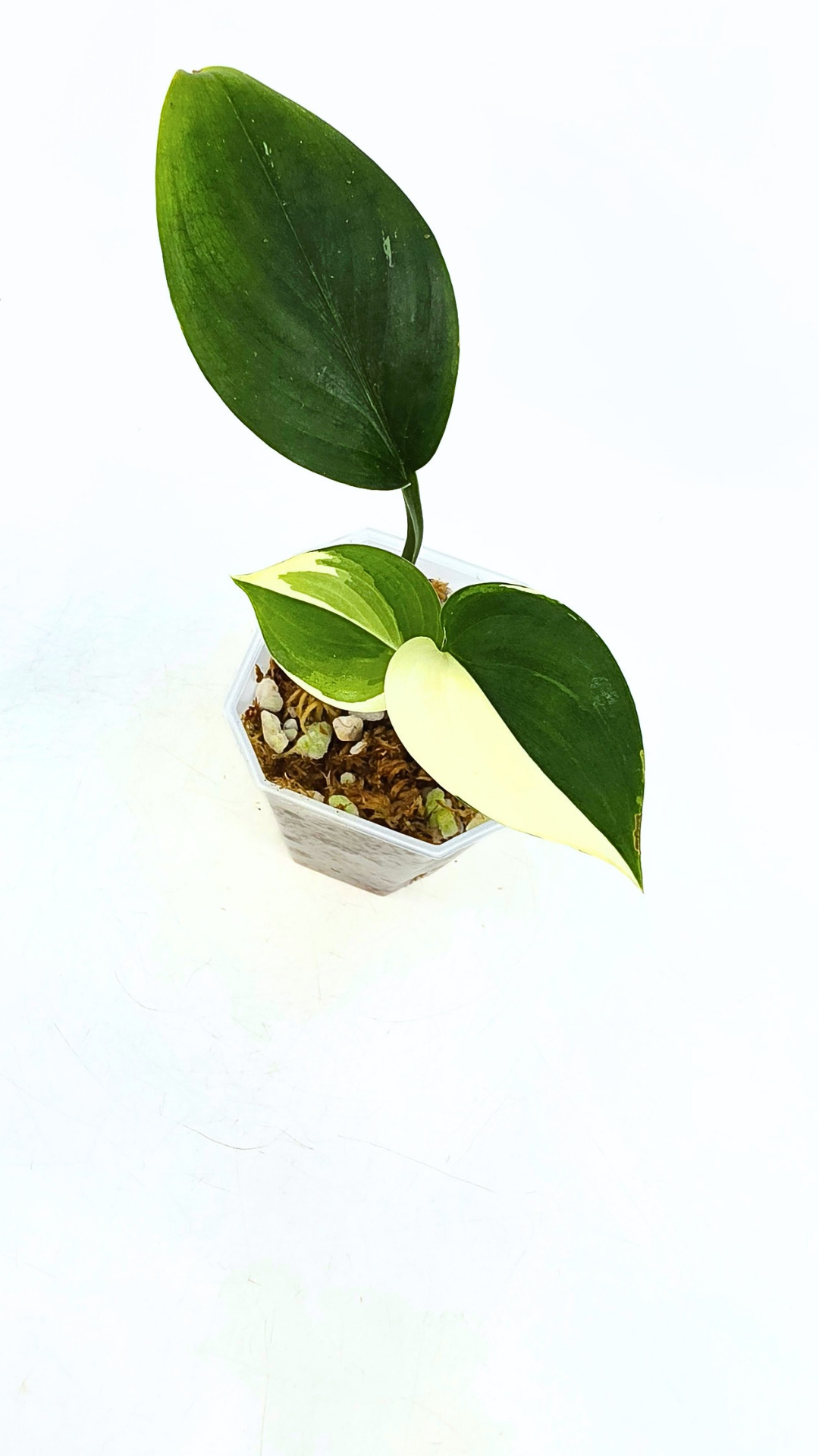 Rare plant Scindapsus Blue Albo Varigated available at rare plant shop The Leaf Gallery in Perth, Western Australia