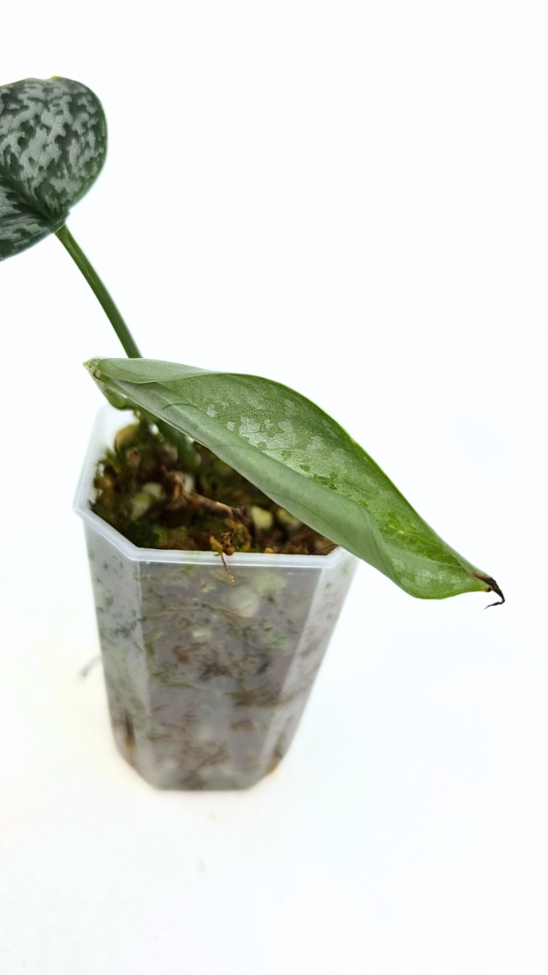 Rare indoor plant Scindapsus Dark Splash available for sale by rare houseplant shop The Leaf Gallery in Perth, Western Australia