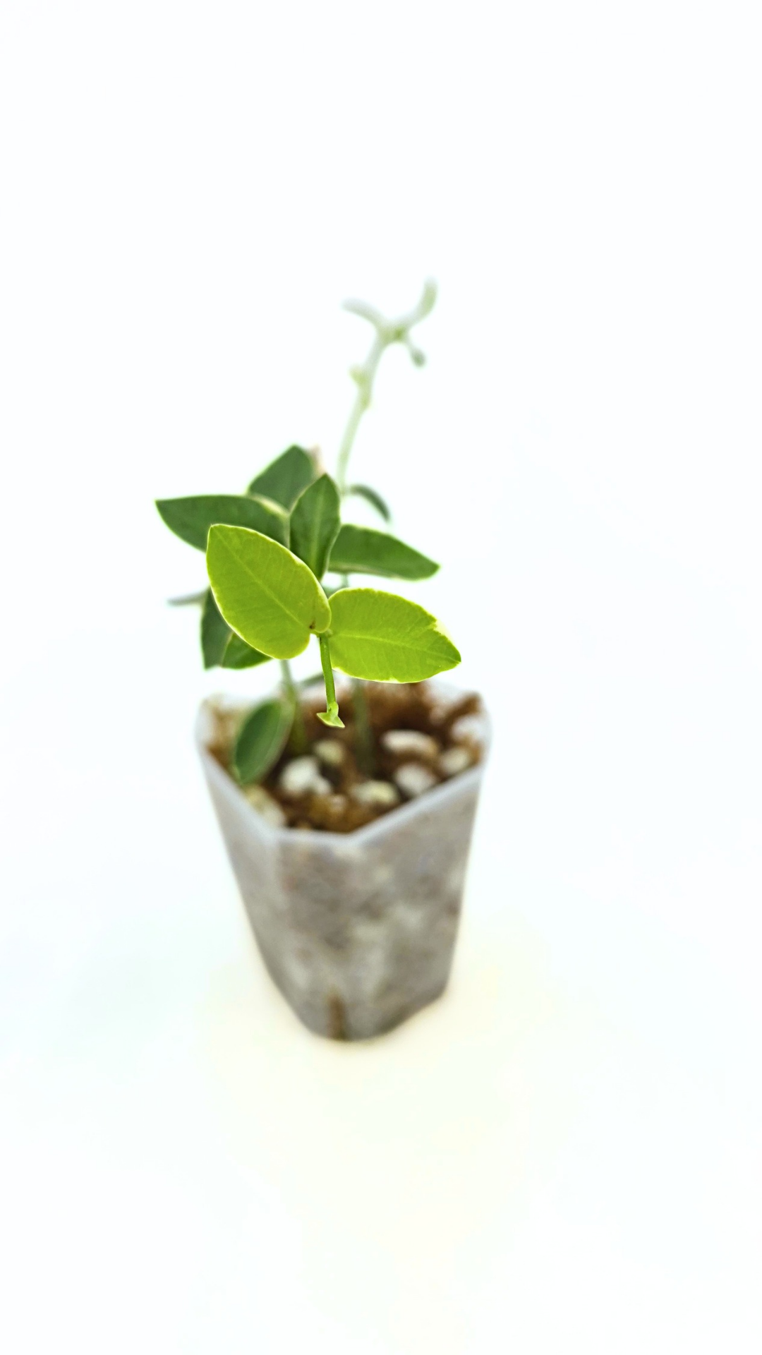 Rare waxplant Hoya Cumingiana Albo available for sale at rare indoor plant shop The Leaf Gallery in Perth, Western Australia