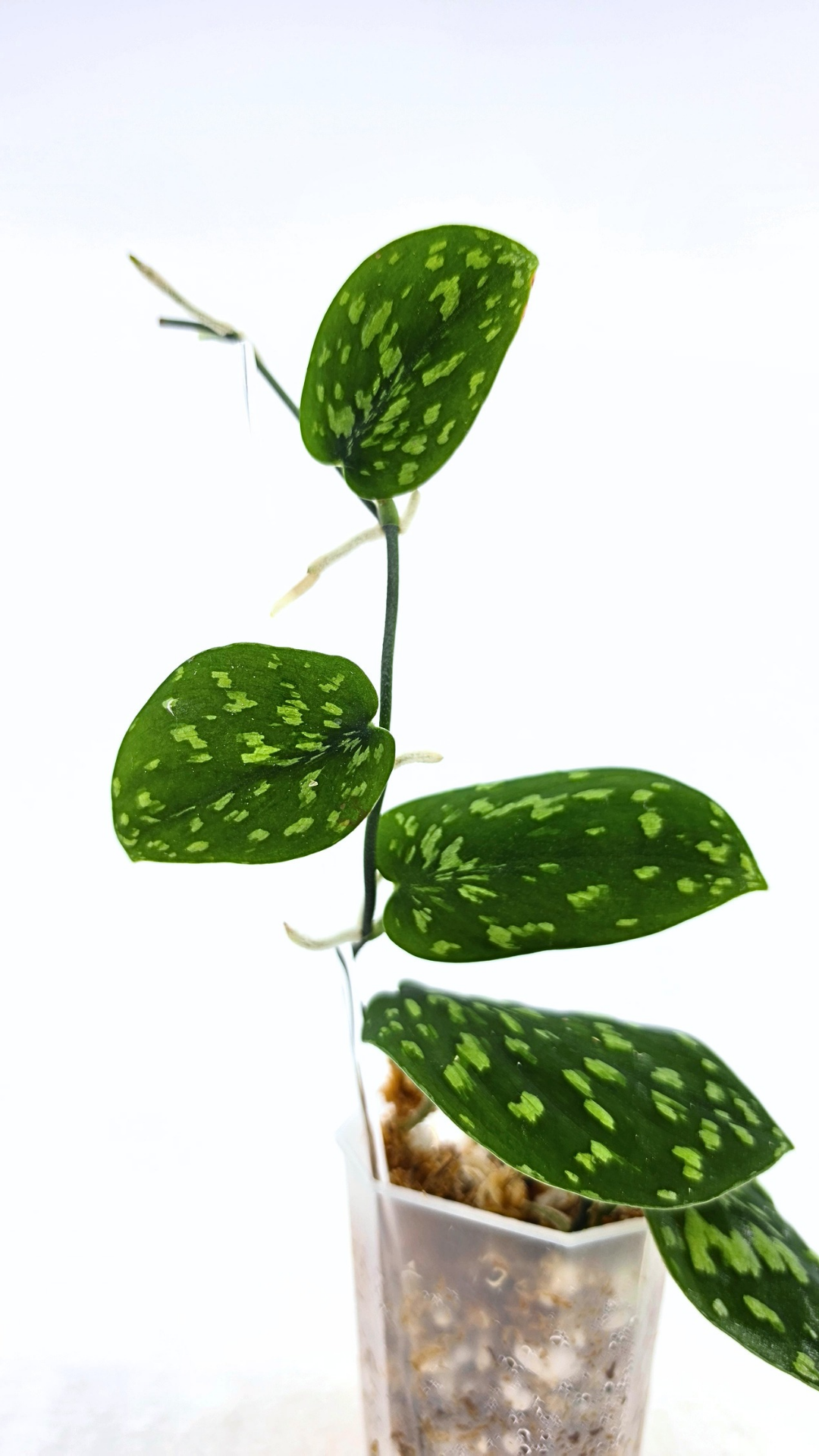 Rare indoor plant Scindapsus Pictus Haask Snake Scale Available for sale at rare plant shop The Leaf Gallery in Perth, Western Australia