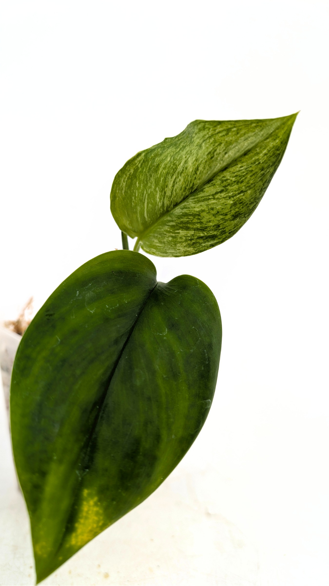 Rare indoor plant Scindapsus Treubii Moonlight Mint Varigated available at The Leaf Gallery in Perth, Western Australia