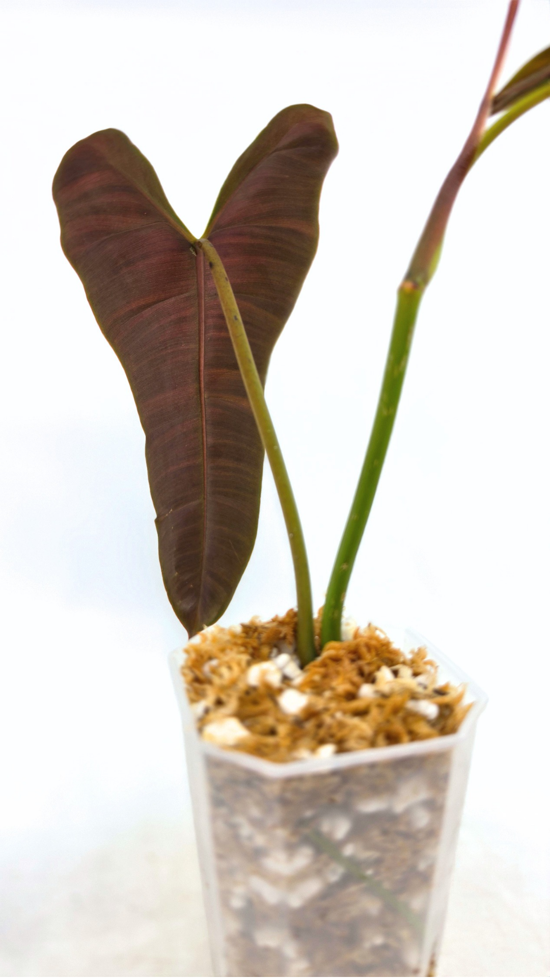 Rare indoor plant Philodendron Black Billitiae (philodendron atabapoense x philodendron billietiae) available for sale at rare house plant shop The Leaf Gallery in Perth, Western Australia