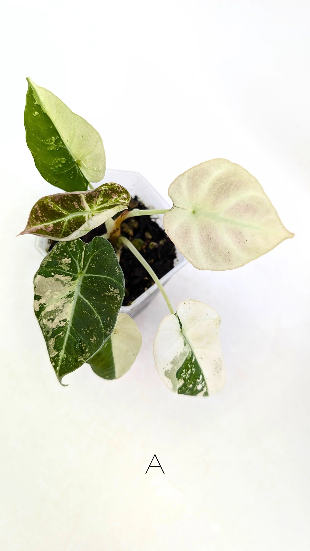 Rare indoor plant Alocasia Black Velvet Pink Variegated available for sale from rare house plant shop The Leaf Gallery in Perth, Western Australia
