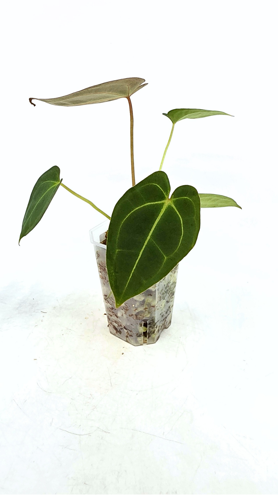 Rare anthurium hybrid Dark Forgetii x Bessae Aff available from rare plant shop The Leaf Gallery in Perth, Western Australia