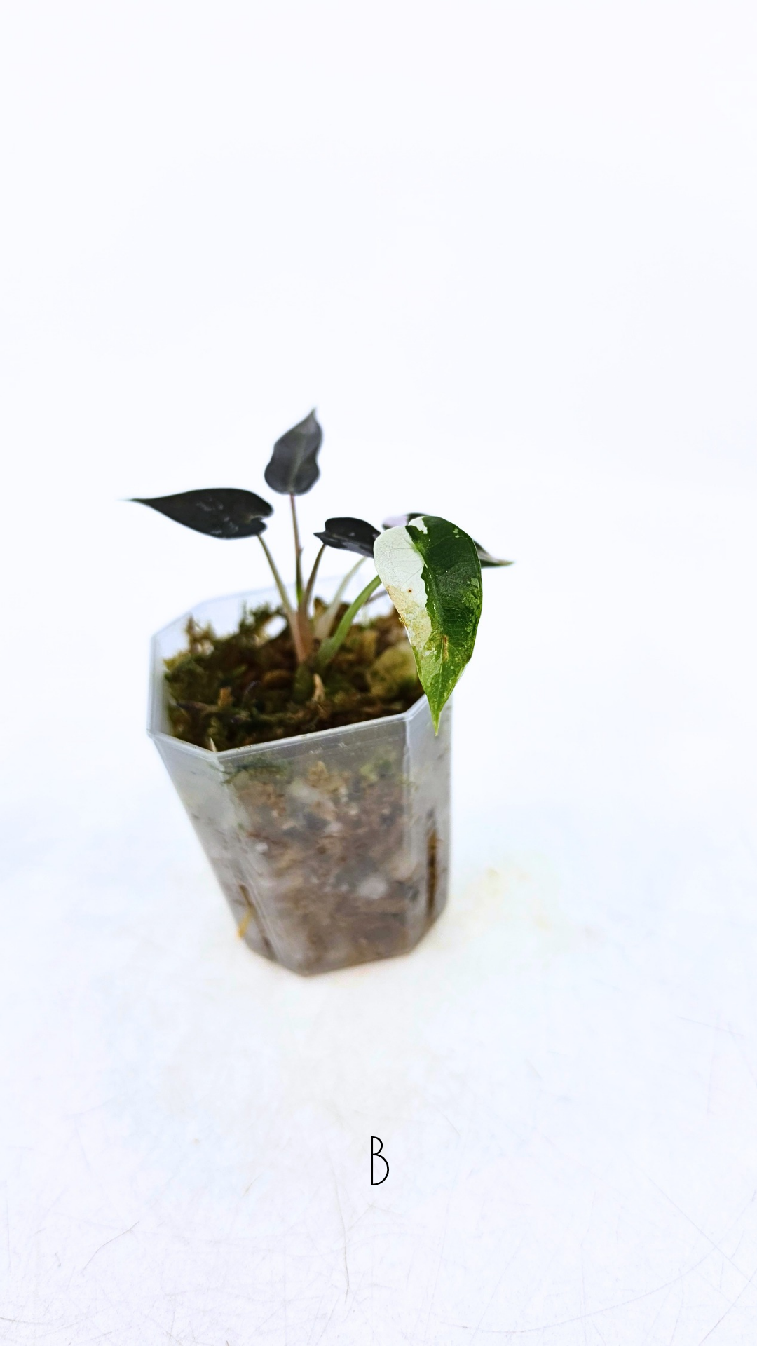 Rare indoor plant Alocasia Amazonica Bambino Pink TC plantlets available for sale at rare houseplant shop The Leaf Gallery in Perth, Western Australia