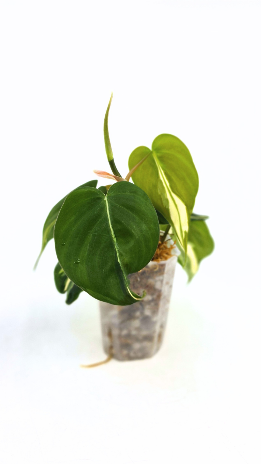 Rare indoor plant Philodendron Rio available at rare plant shop The Leaf Gallery in Perth, Western Australia.