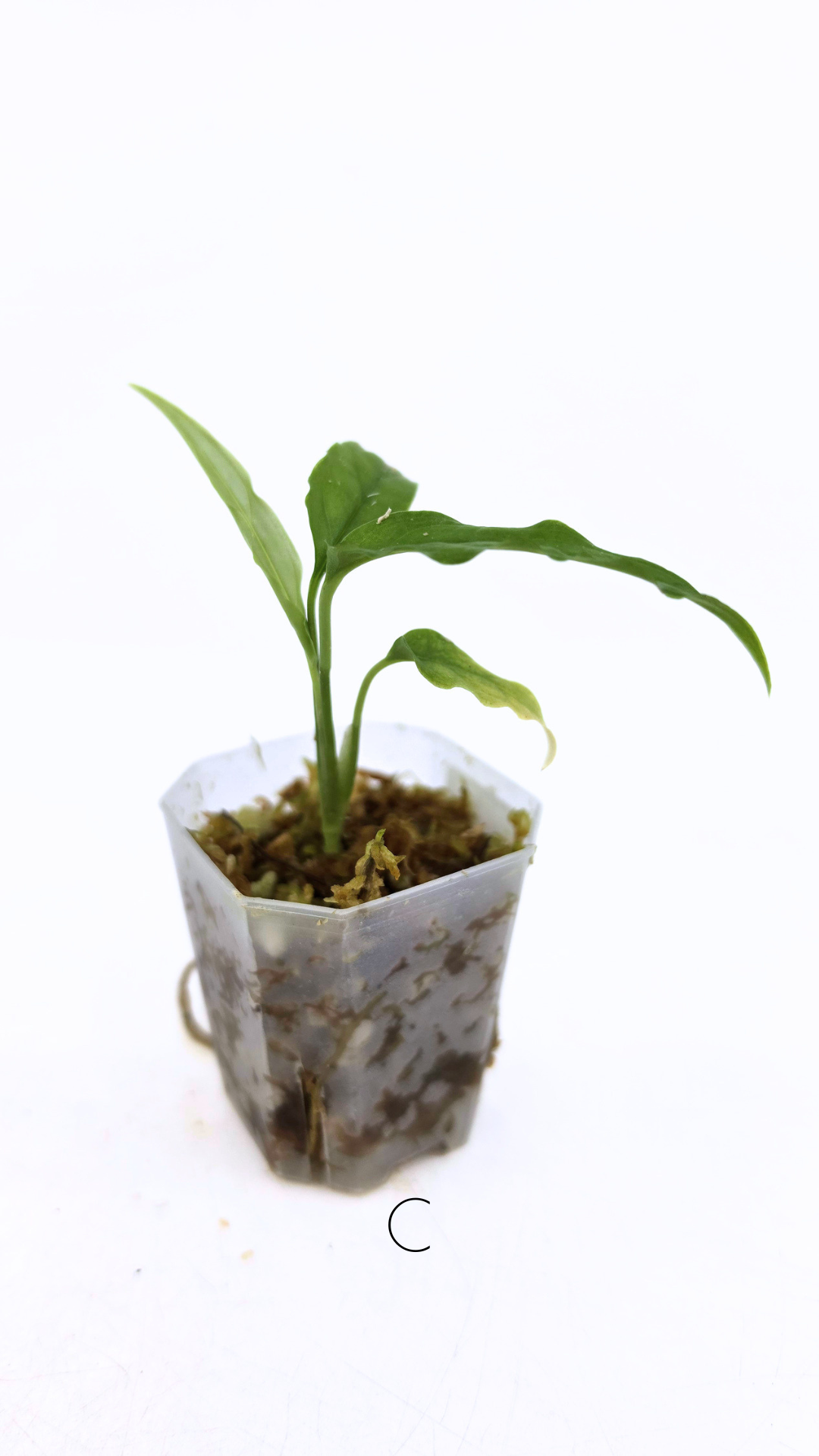 Rare indoor plant Monstera Obliqua Peru available for sale at rare house plant shop The Leaf Gallery in Perth, Western Australia