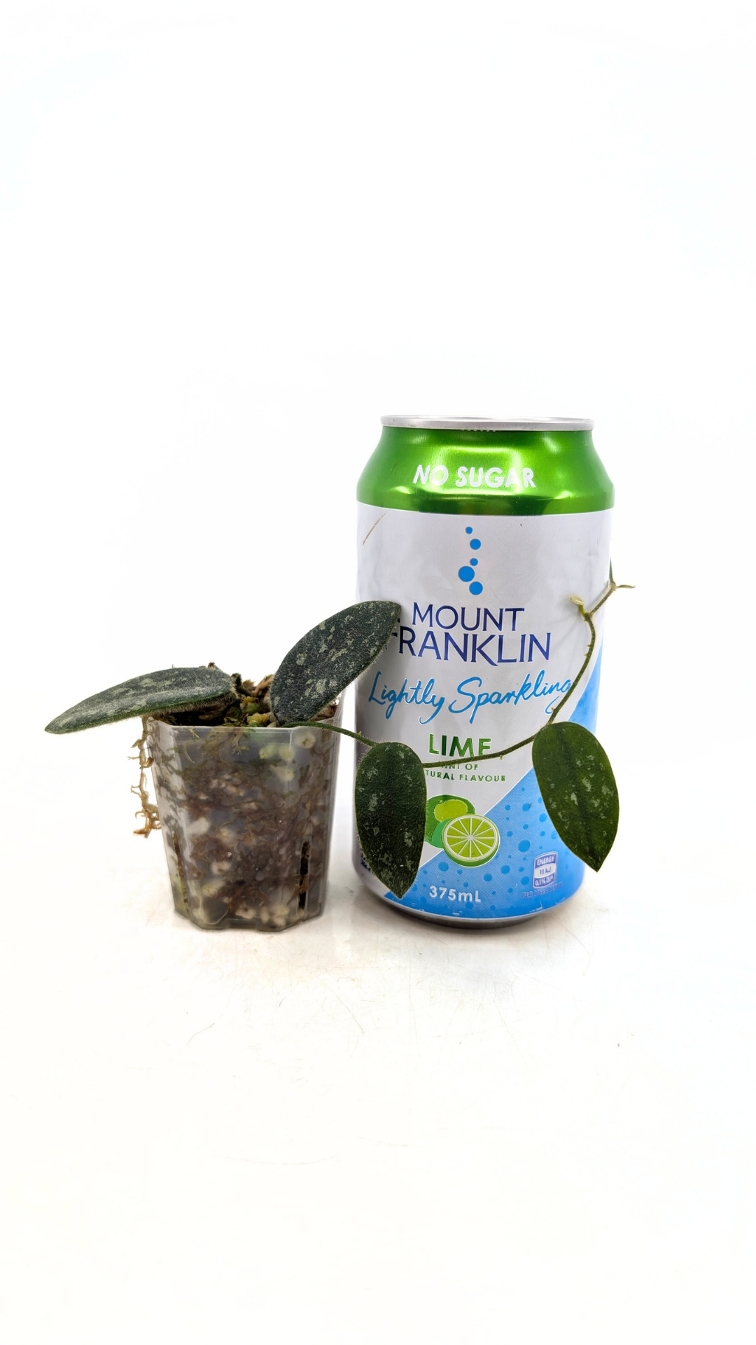 Rare plant Hoya Thomsonii IML 1177 available at rare plant shop The Leaf gallery in Perth, Western Australia