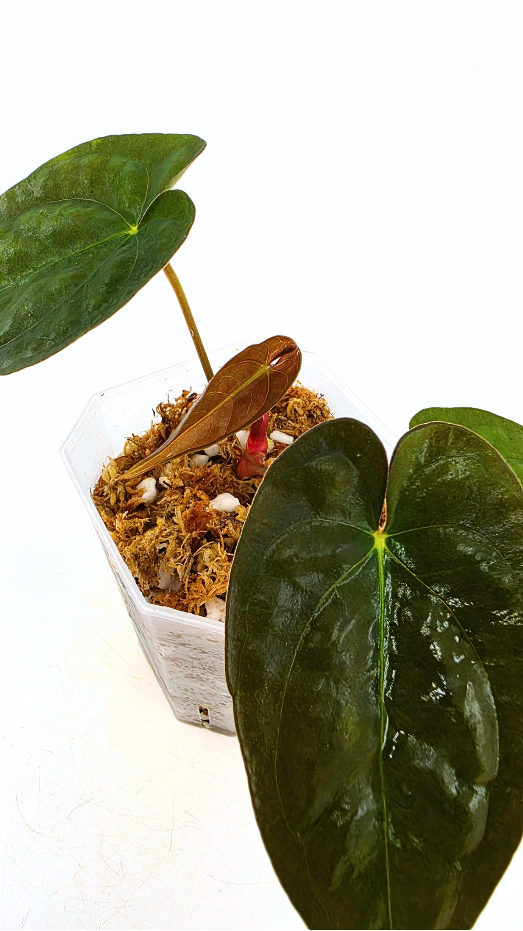 Rare indoor plant Anthurium Papillilaminum pure clone available from rare house plant shop The Leaf Gallery in Perth, Western Australia
