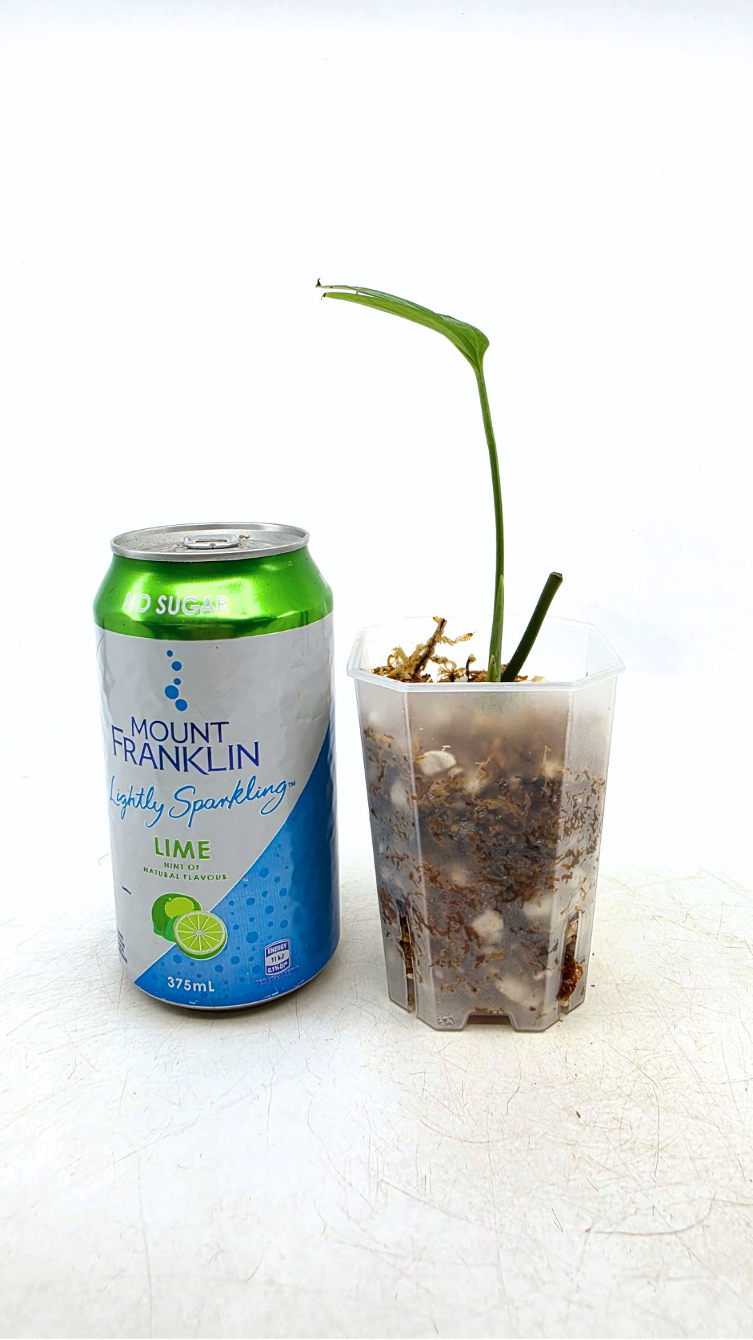 Rare indoor plant Monstera Subpinata available for sale at rare house plant shop The Leaf Gallery in Perth, Western Australia.