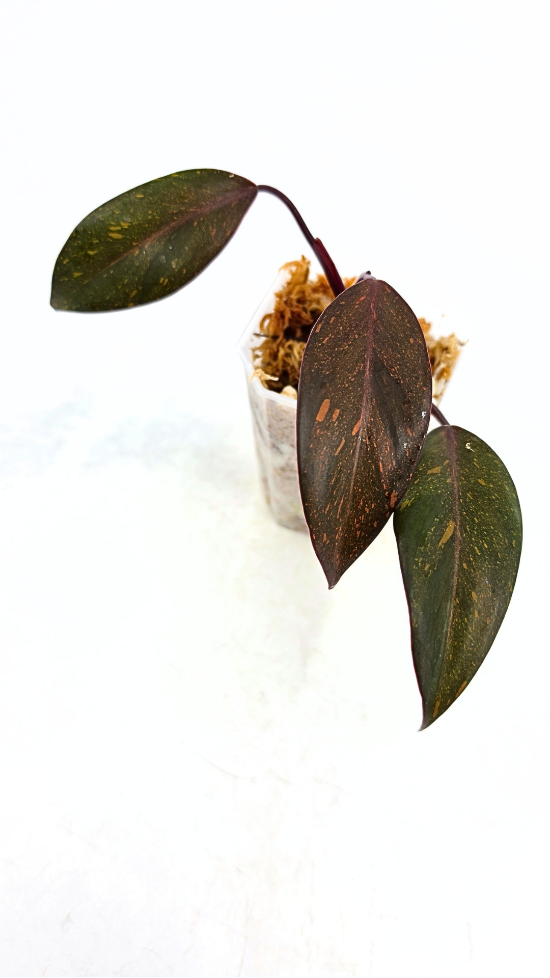Rare indoor plant Philodendron Orange Princess Varigated available for sale at rare plant shop The Leaf Gallery in Perth, Western Australia