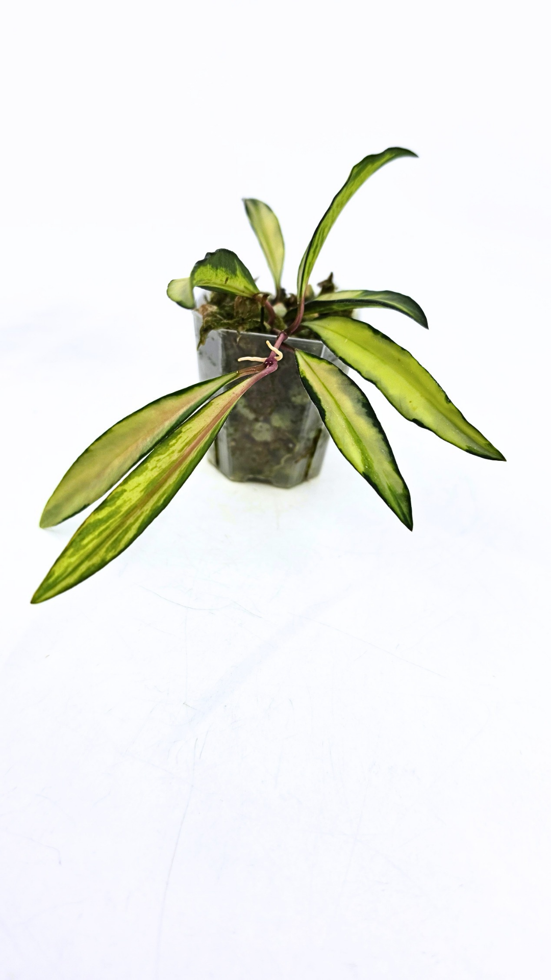 Rare waxplant Hoya Wayetii varigated available for sale at rare indoor plant shop The Leaf Gallery in Perth, Western Australia