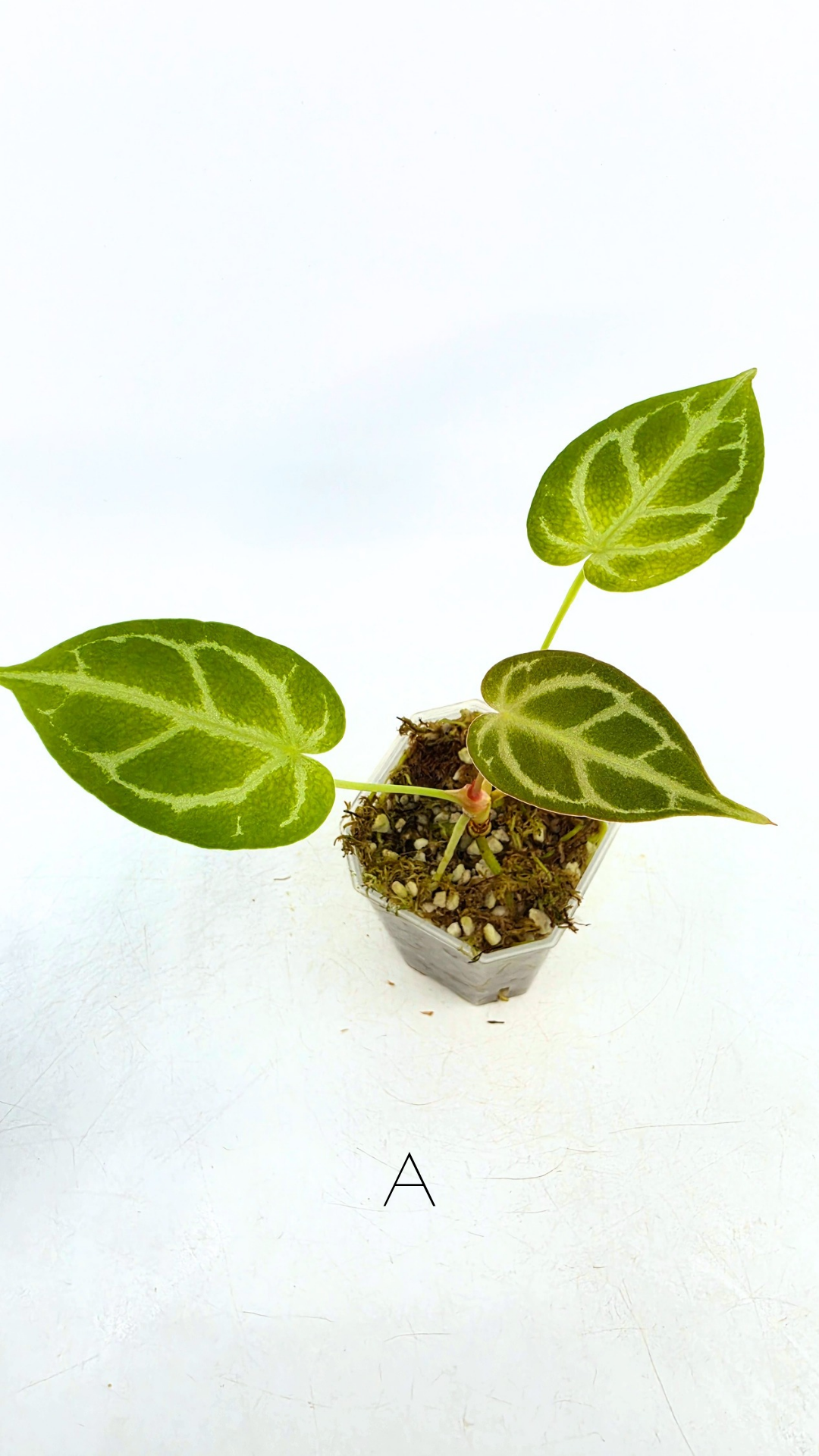Rare anthurium hybrid Dark Forgetii cross with Anthurium Silver blush available for sale at rare plant shop The Leaf Gallery in Perth, Western Australia