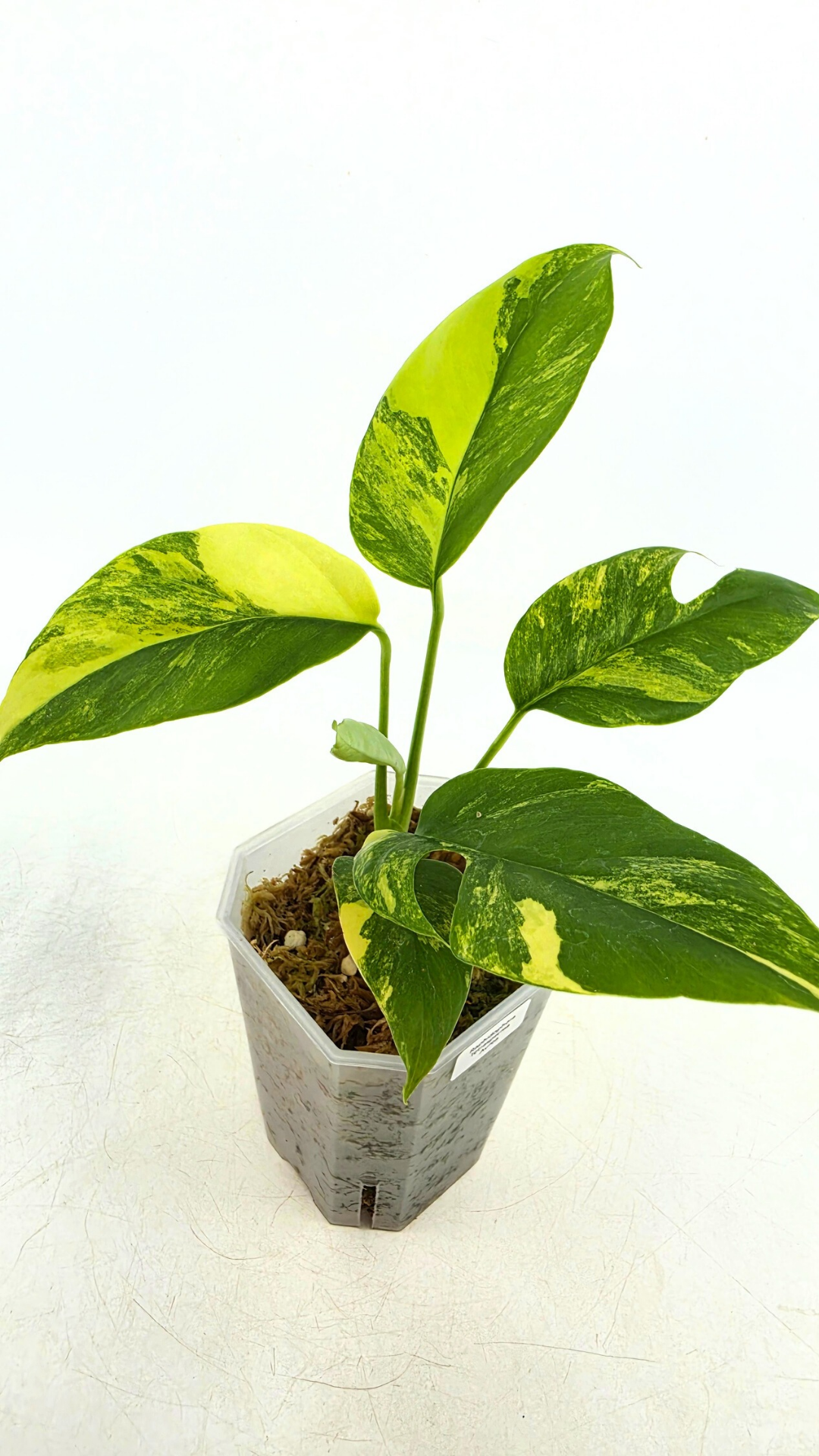 Rare indoor plant Raphidophora Tetrasperma Aurea for sale by rare plant shop The Leaf Gallery in Perth
