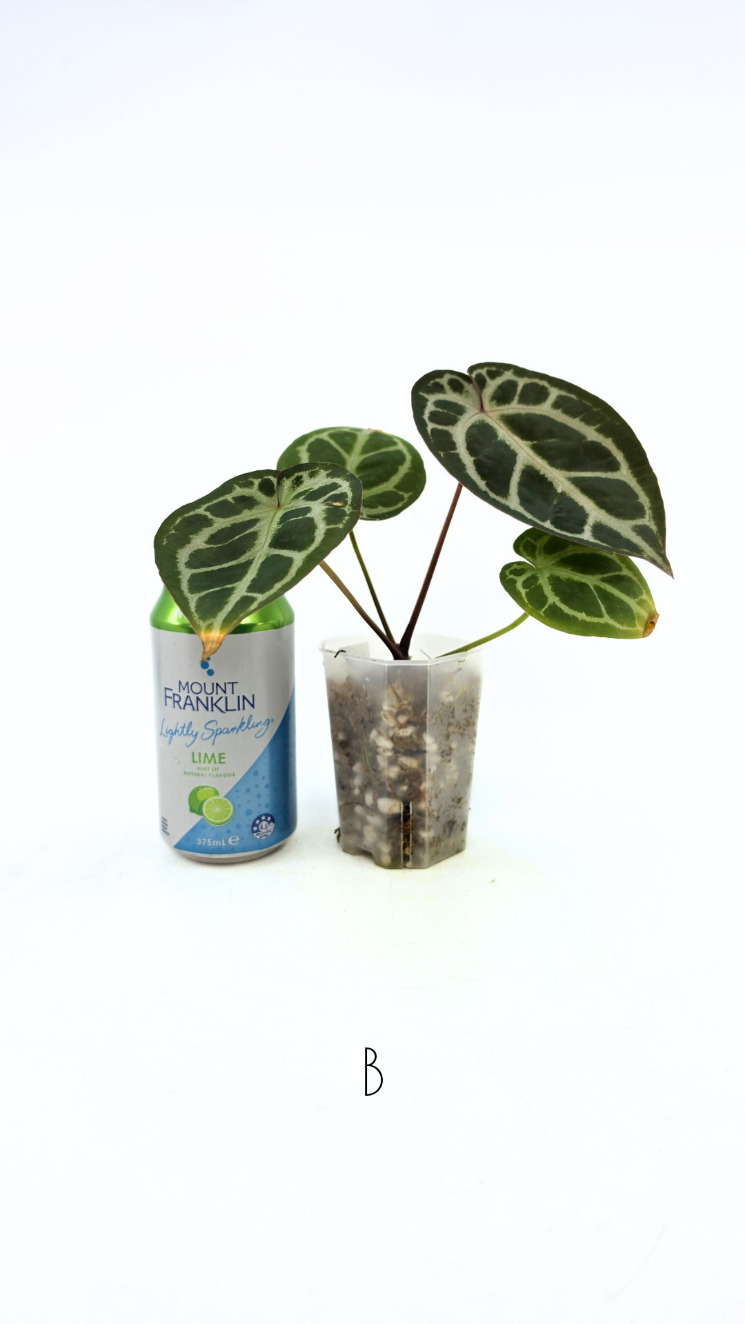 Rare anthurium hybrid Anthurium red dorayaki mutation with Anthurium Michelle by The Leaf Gallery in Perth, Western Australia