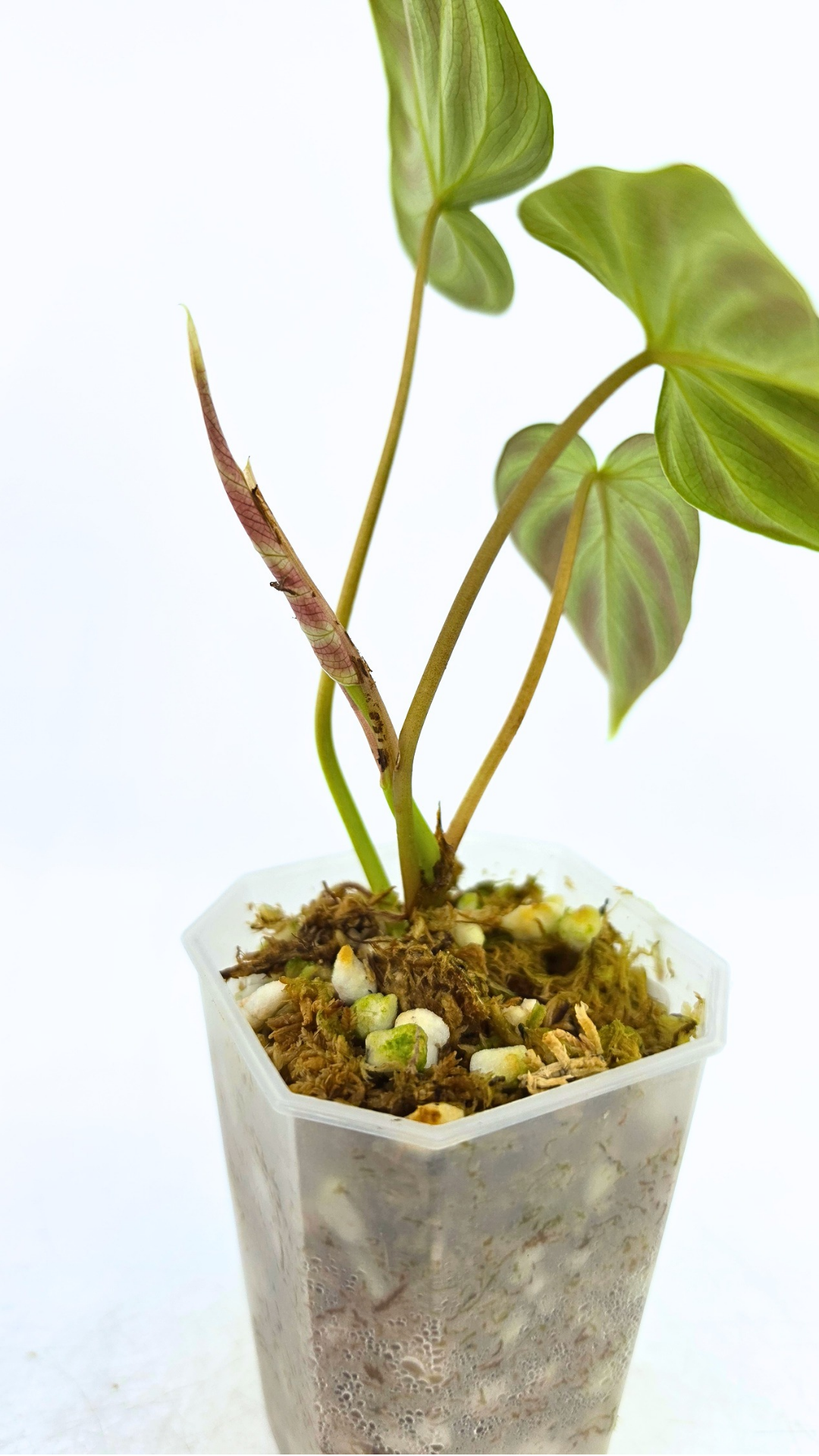Rare indoor plant Philodendron Verrucusom Mint Variegated available for sale at rare house plant shop The Leaf Gallery in Perth, Western Australia