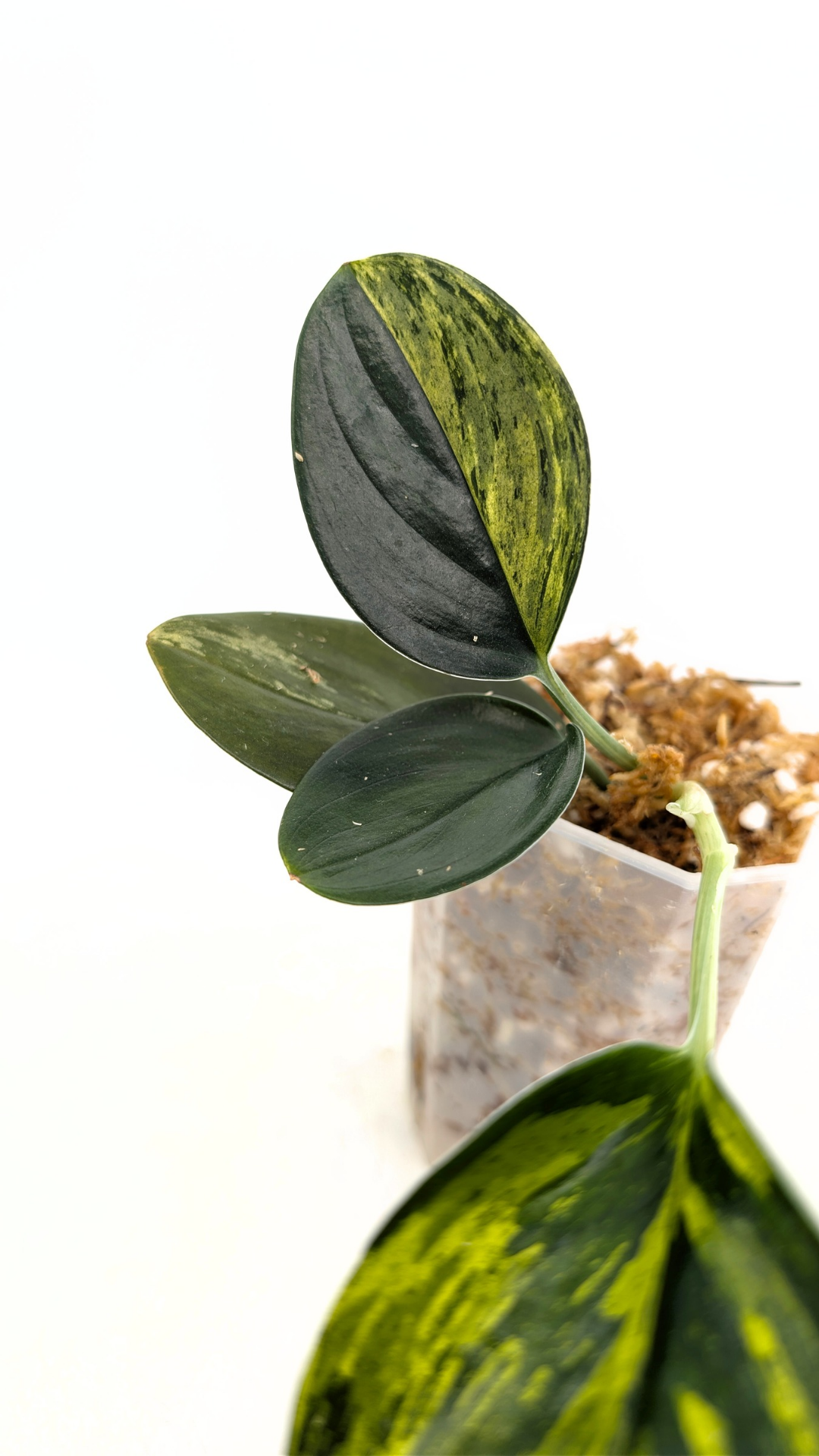 Single plants upload_20260121_155352_0001.png