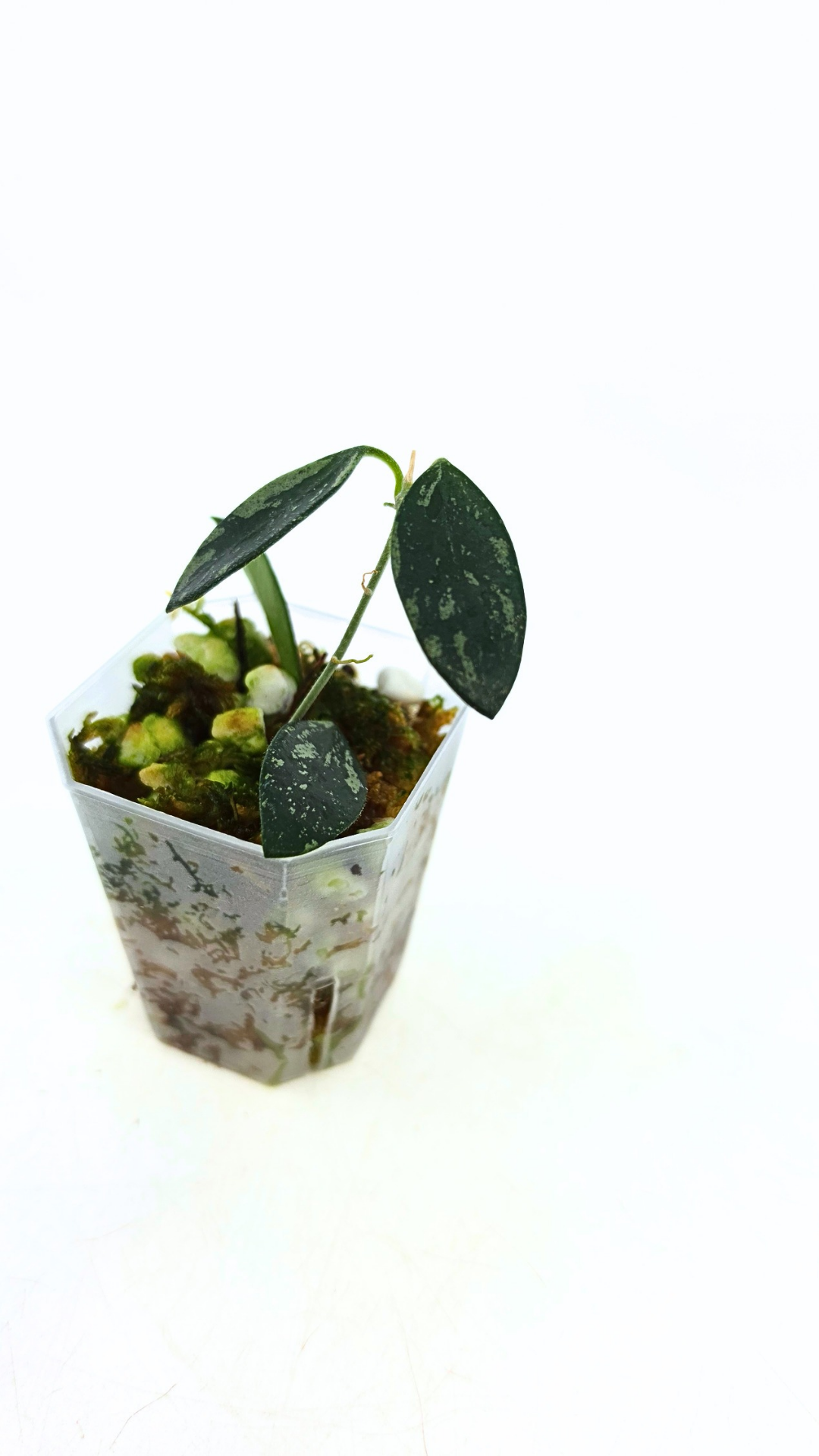Rare waxplant Hoya Lima Splash available for sale at rare indoor plant shop The Leaf Gallery in Perth, Western Australia