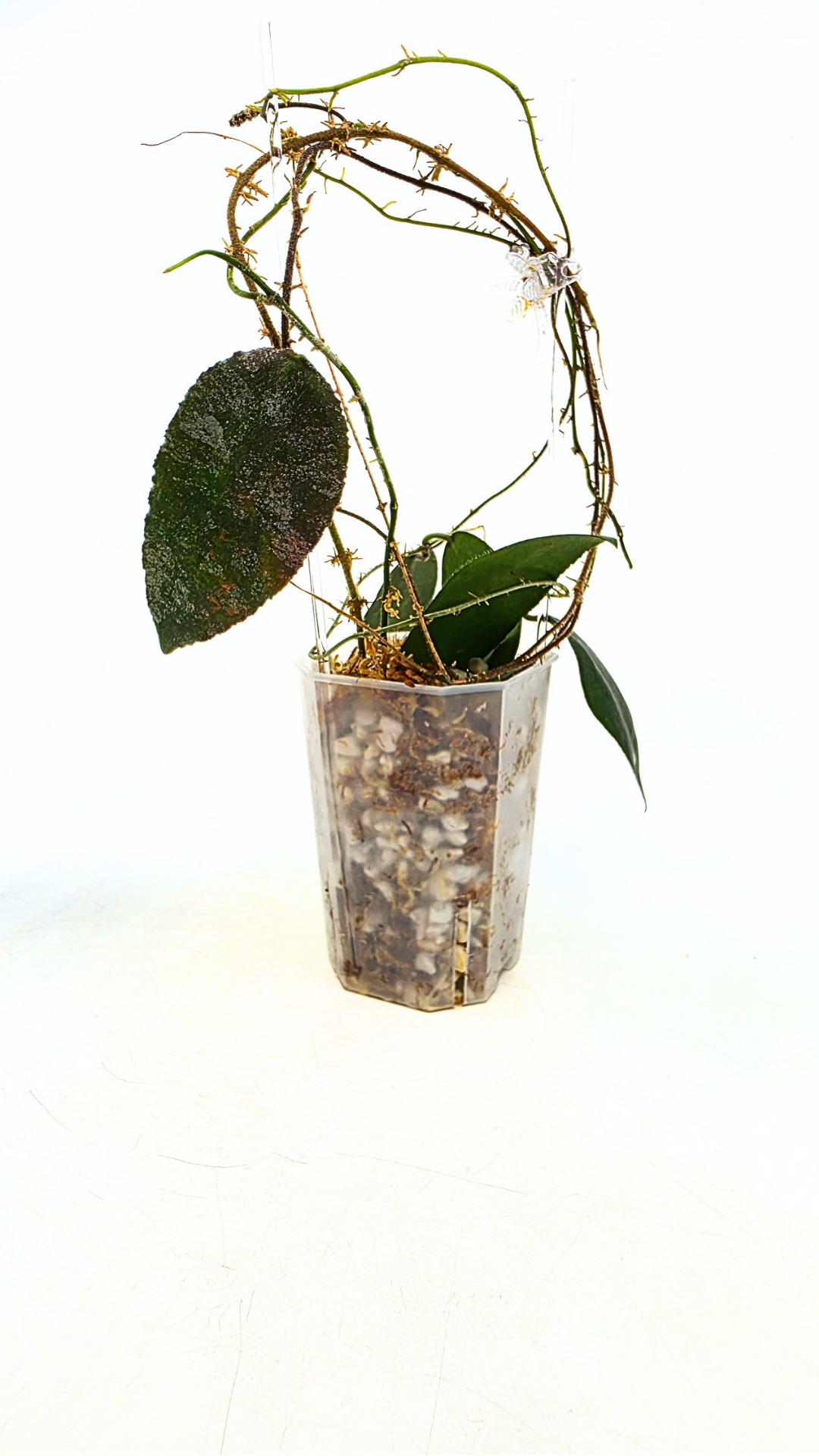 Rare Hoya Caudata Sumatra available for sale by rare indoor plant shop The Leaf Gallery in Perth, Western Australia