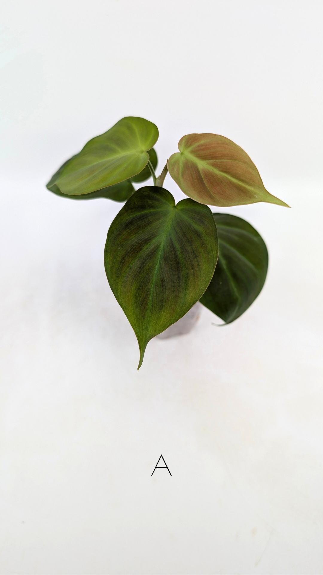 Uncommon indoor plant Philodendron Camposportoanum available for sale at rare house plant shop The Leaf Gallery in Perth, Western Australia
