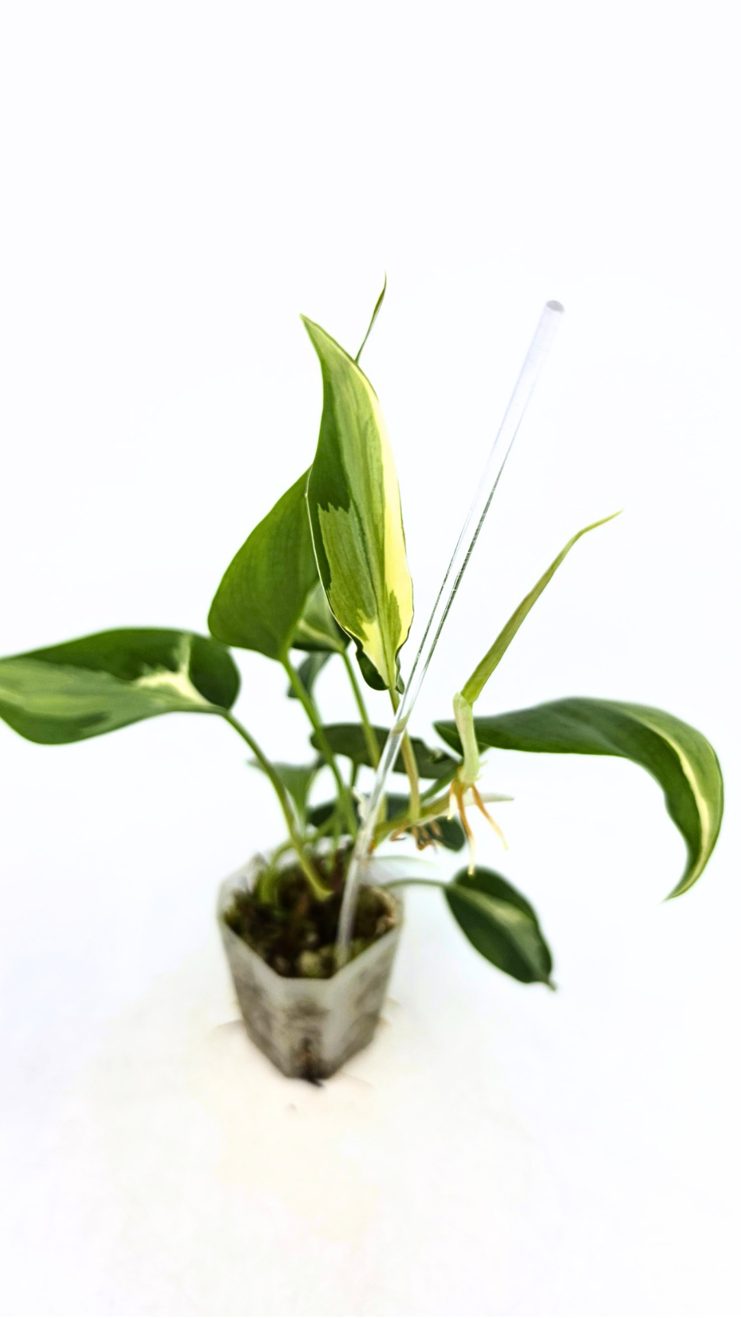 Rare indoor plant Philodendron Rio available at rare plant shop The Leaf Gallery in Perth, Western Australia.