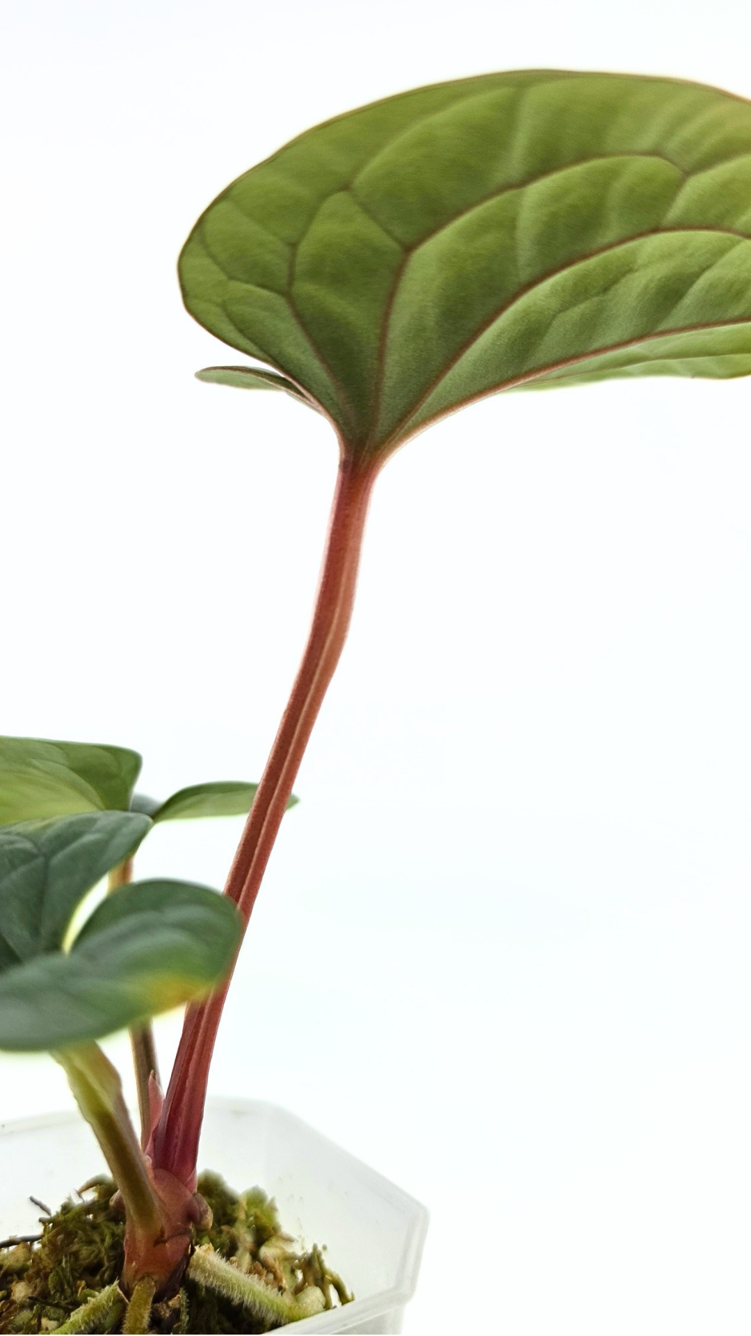 Rare indoor plant Anthurium Luxurians available for sale at rare house plant shop The Leaf Gallery in Perth, Western Australia