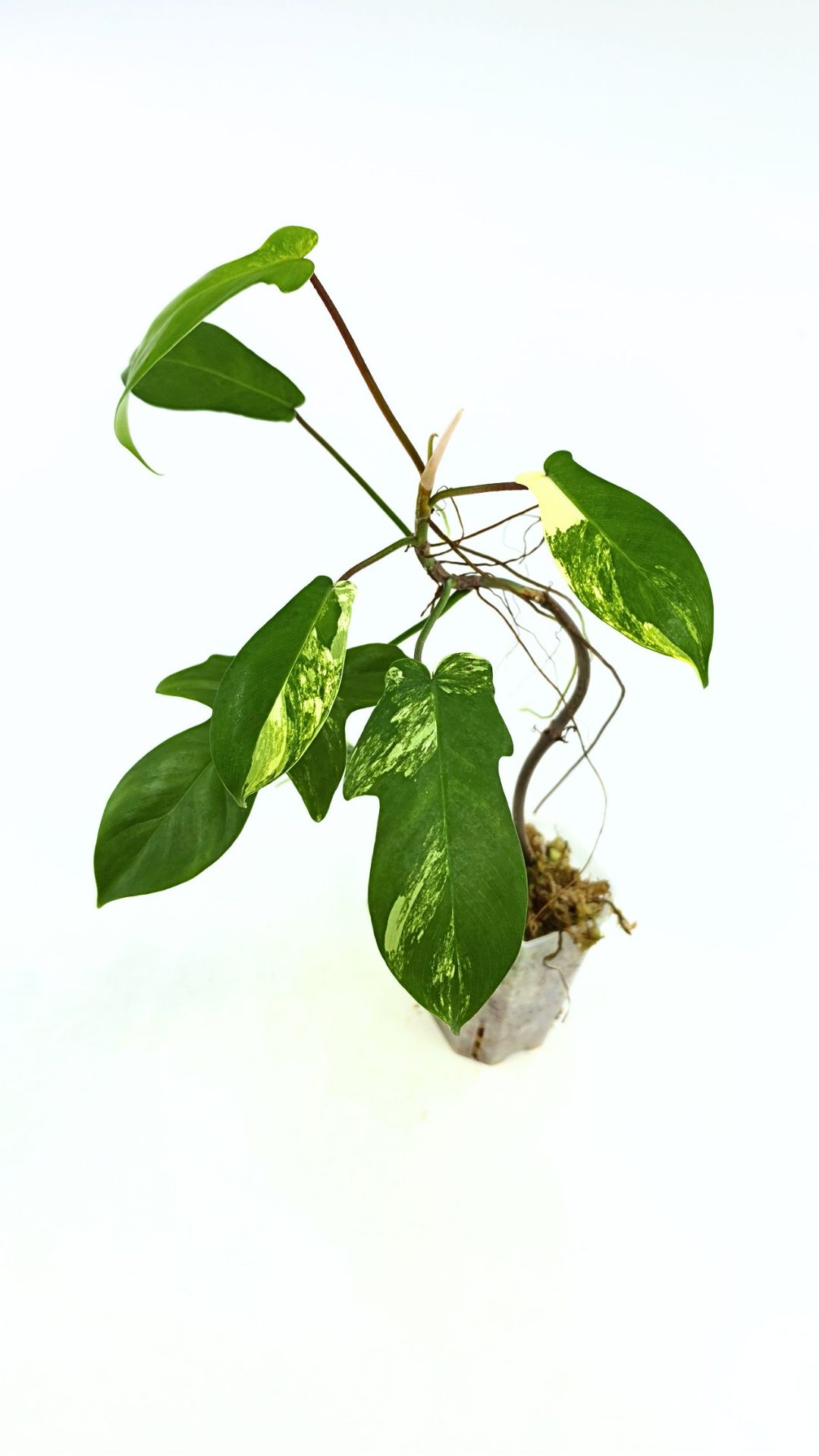 Rare indoor plant Philodendron Florida Beauty Varigated available at rare plant shop The Leaf Gallery in Perth, Western Australia