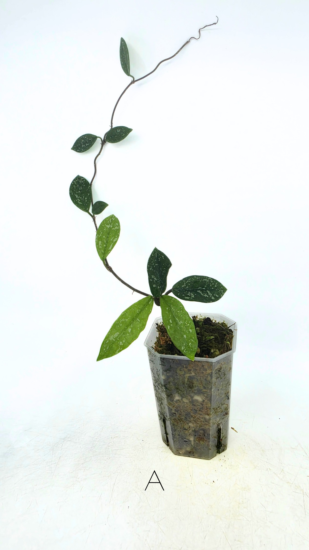 Rare indoor plant hoya wilbur graves propagated by and available for sale at rare plant shop The Leaf Gallery in Perth.