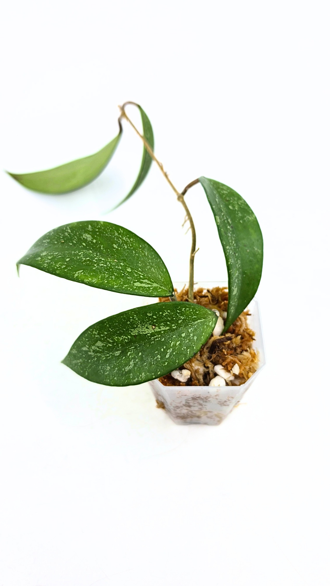 Rare waxplant Hoya Snow Cui available for sale at rare indoor plant shop The Leaf Gallery in Perth, Western Australia