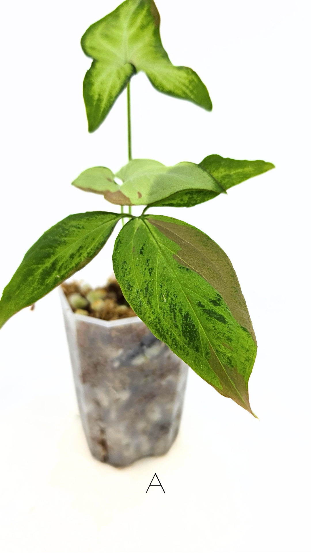 Rare indoor plant Syngonium Redspot Tricolour available for sale at The Leaf Gallery in Perth, Western Australia.