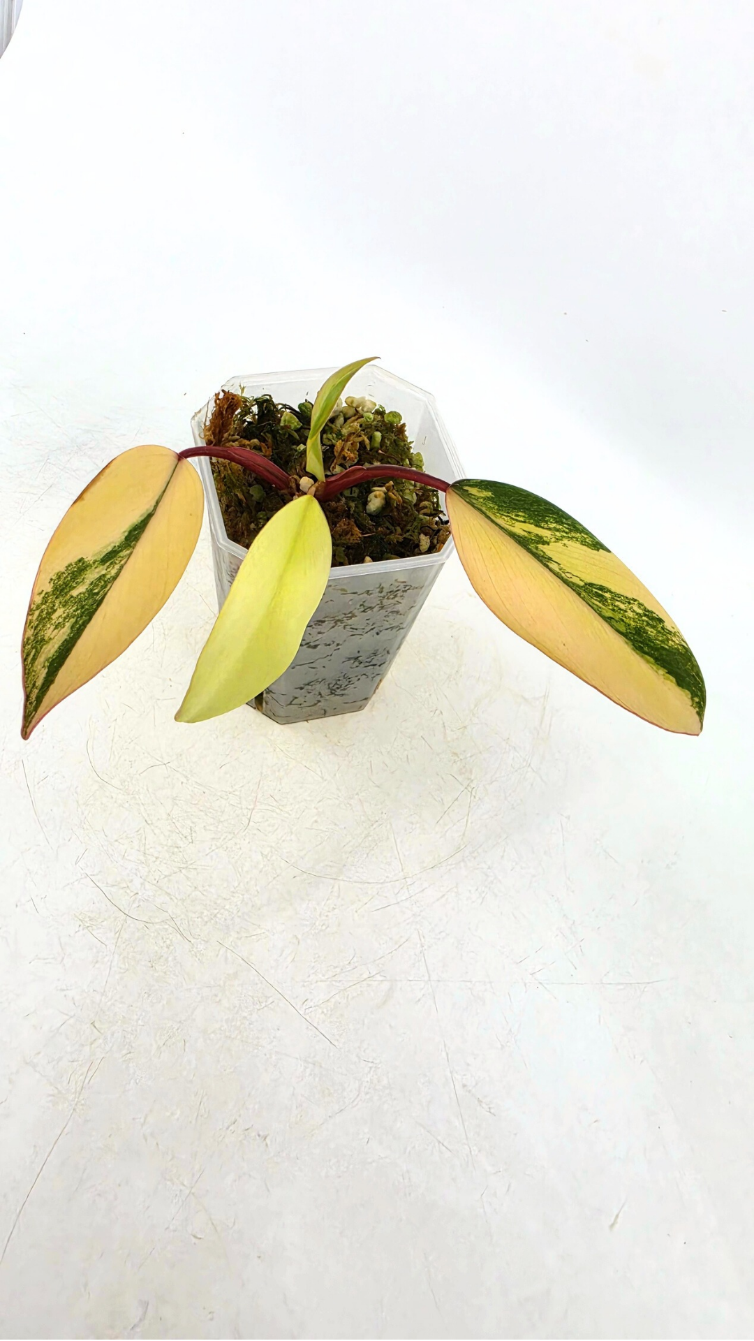 Rare indoor plant Philodendron Strawberry Shake grown and propagated by rare plant shop The Leaf Gallery in Perth, Western Australia