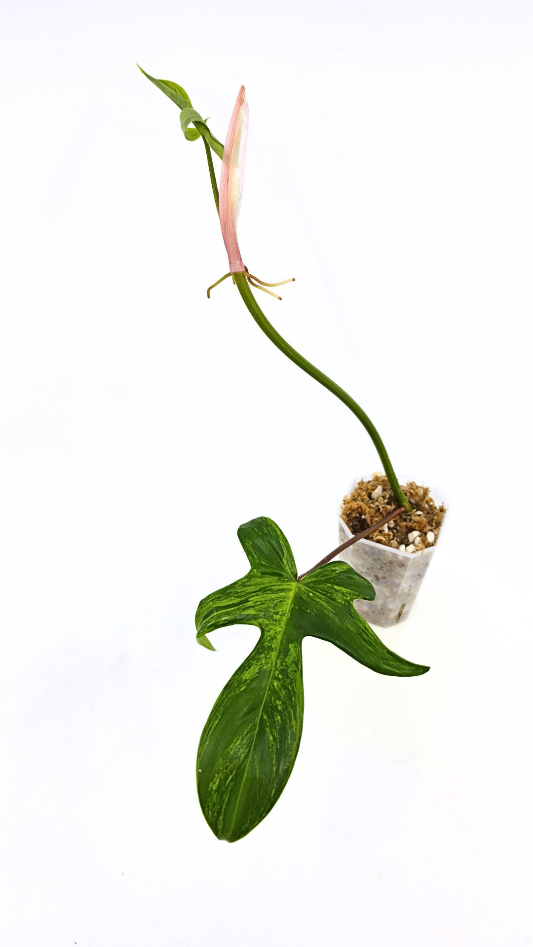 Rare indoor plant Philodendron Florida Beauty Varigated available at rare plant shop The Leaf Gallery in Perth, Western Australia