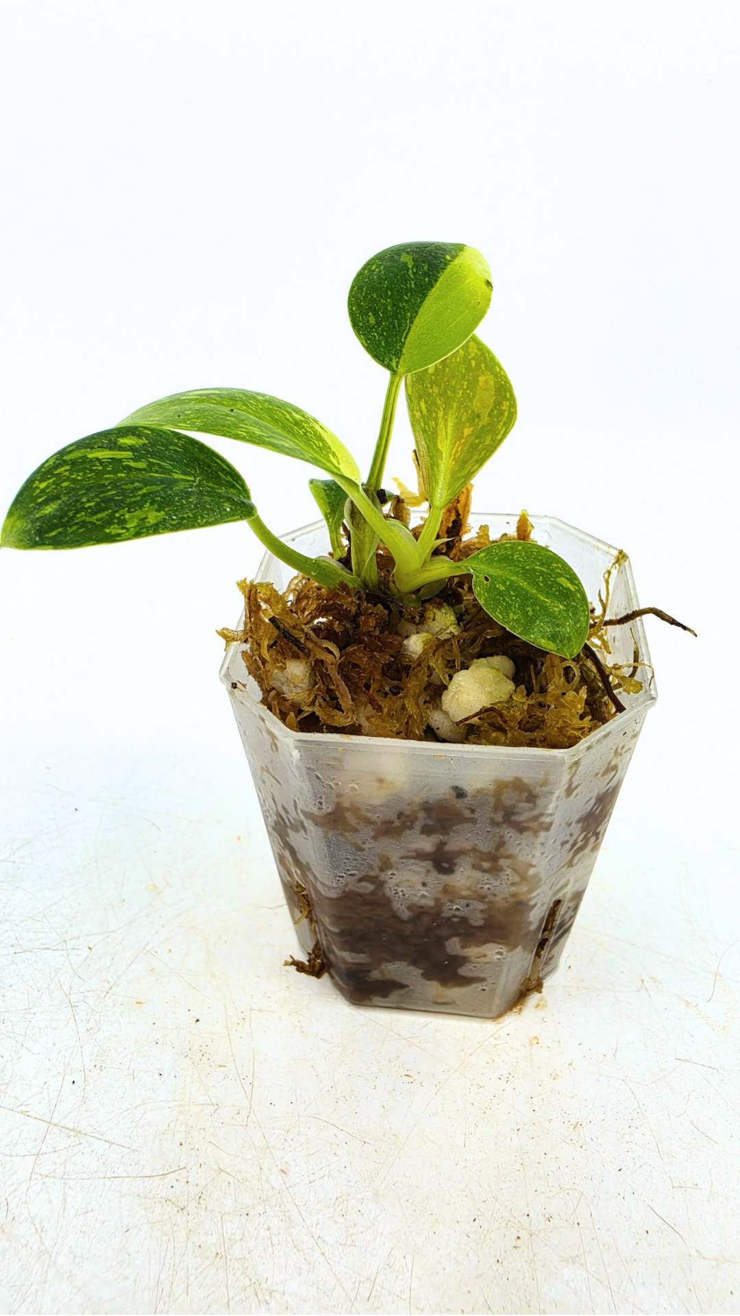 Uncommon Philodendron Green Congo Hybrid Varigated also known as Philodendron Green Congo Nuclear available for sale at rare plant shop The Leaf Gallery in Perth, Western Australia