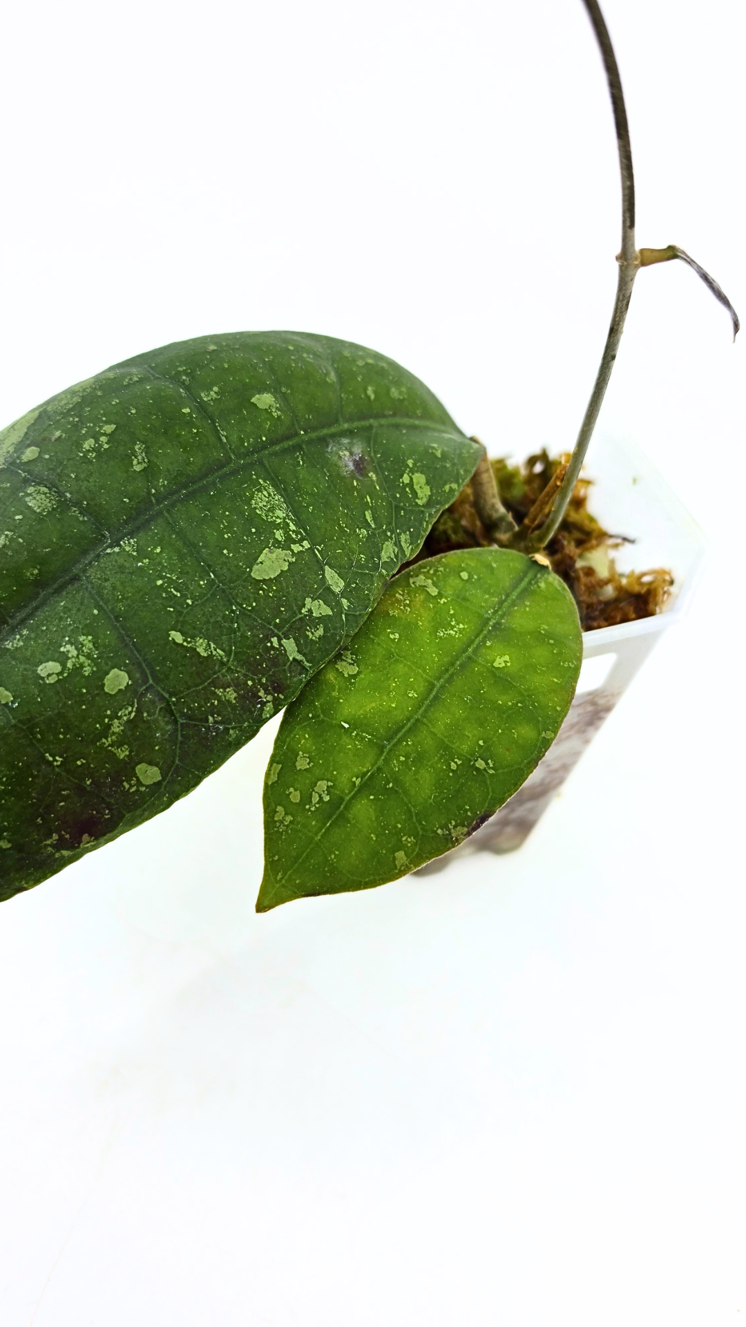 Rare waxplant Hoya Aff Lambii available for sale at rare indoor plant shop The Leaf Gallery in Perth, Western Australia.