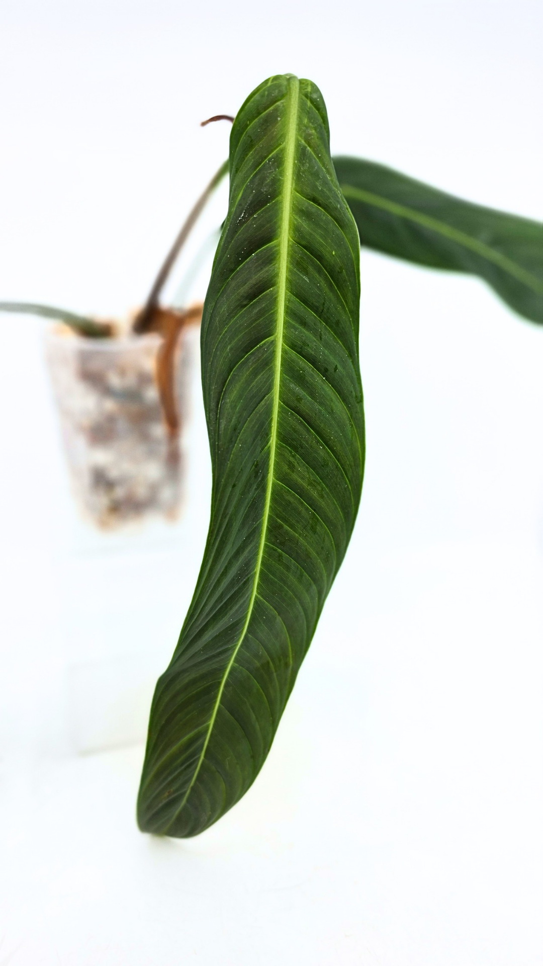 Rare Indoor Plant Philodendron Heterocraspedon for sale at rare plant shop The Leaf Gallery in Perth, Western Australia