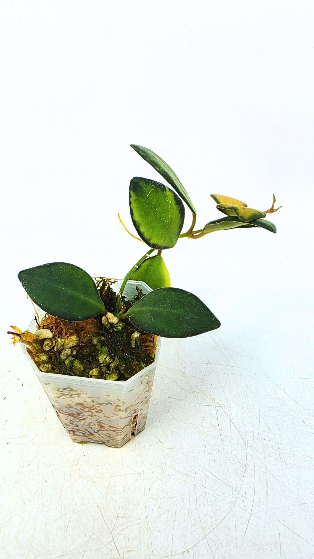 Rare waxplant Hoya DS-70 variegated also known as Hoya Aff Burtoniae Variegated availalbe for sale at rare indoor plant shop The Leaf Gallery in Perth, Western Australia