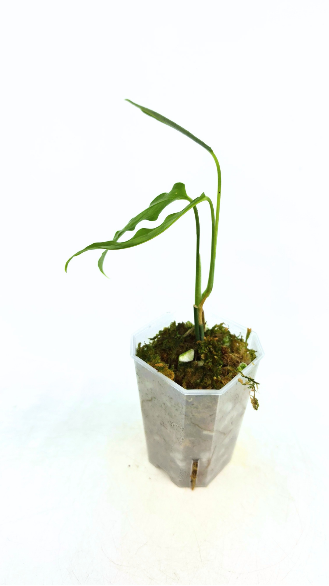 Rare indoor plant Monstera Obliqua Amazonas available at rare plant shop The Leaf Gallery in Perth, Western Australia