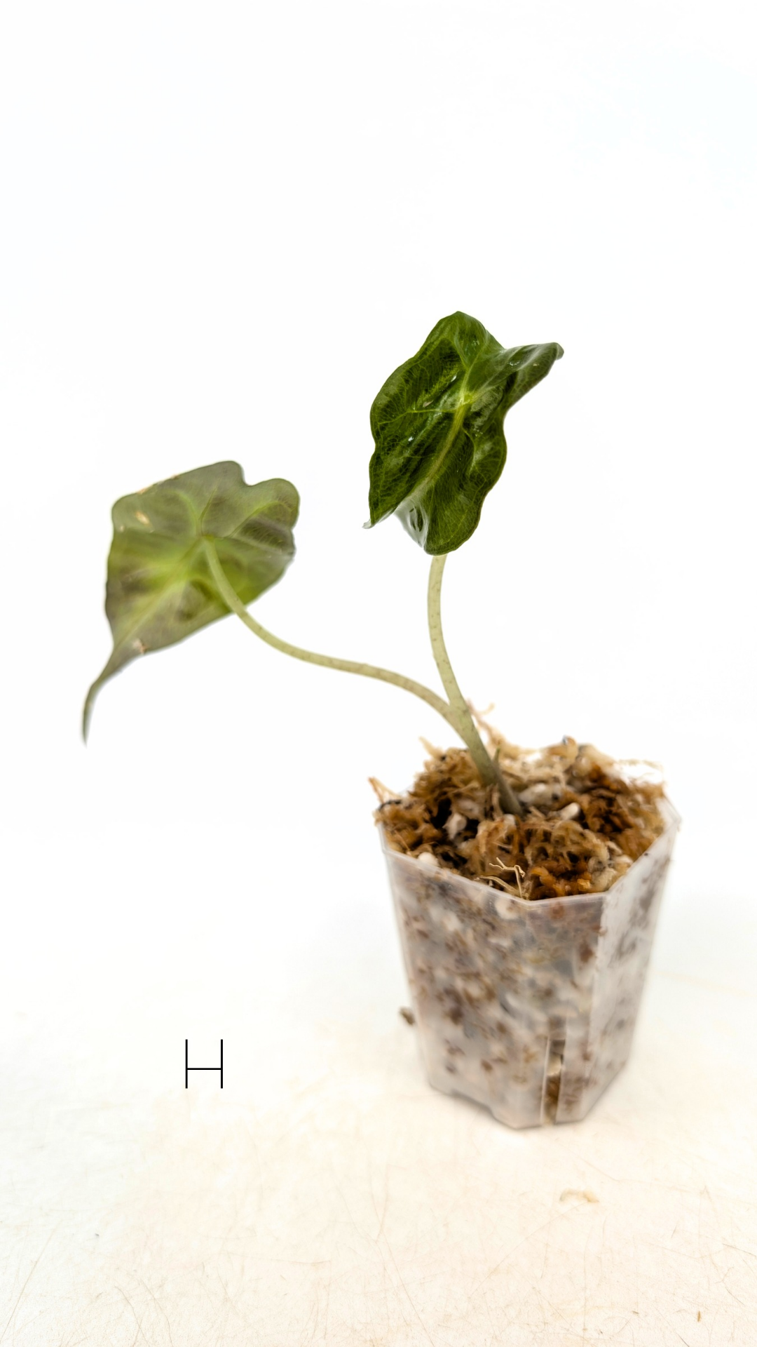 Rare indoor plant Alocasia Venom available for sale at rare house plant shop The Leaf Gallery in Perth, Western Australia.
