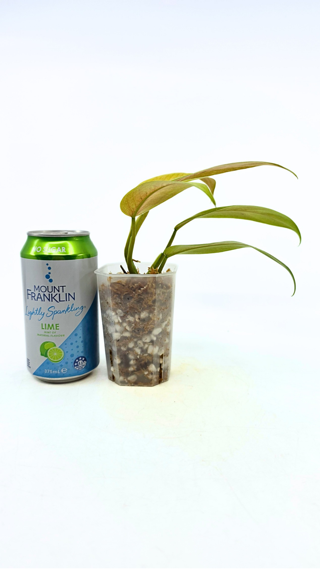 Rare indoor plant Philodendron Whipple Way available for sale at rare plant shop The Leaf Gallery in Perth, Western Australia
