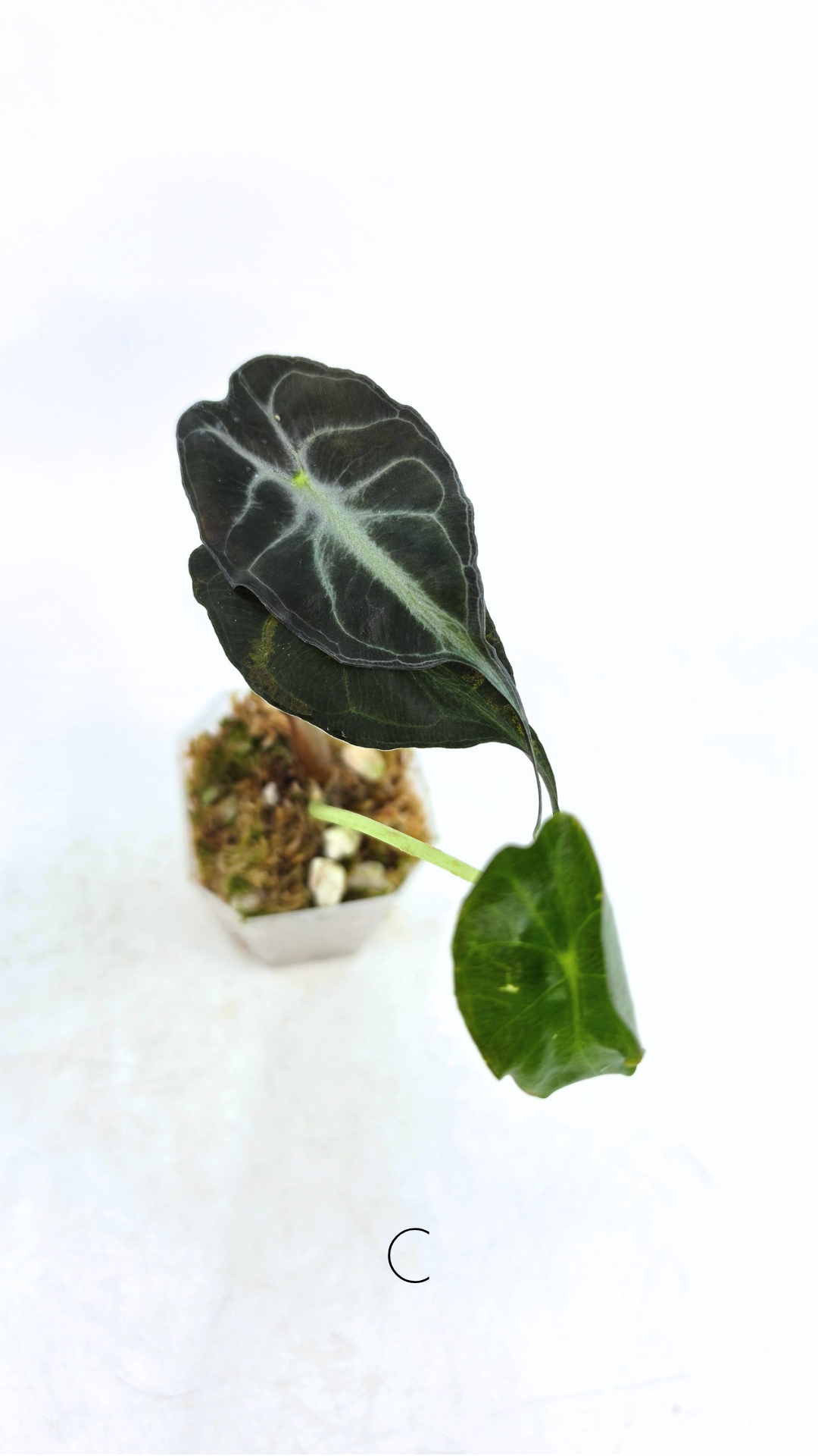 Rare indoor plant Alocasia Venom available for sale at rare house plant shop The Leaf Gallery in Perth, Western Australia.