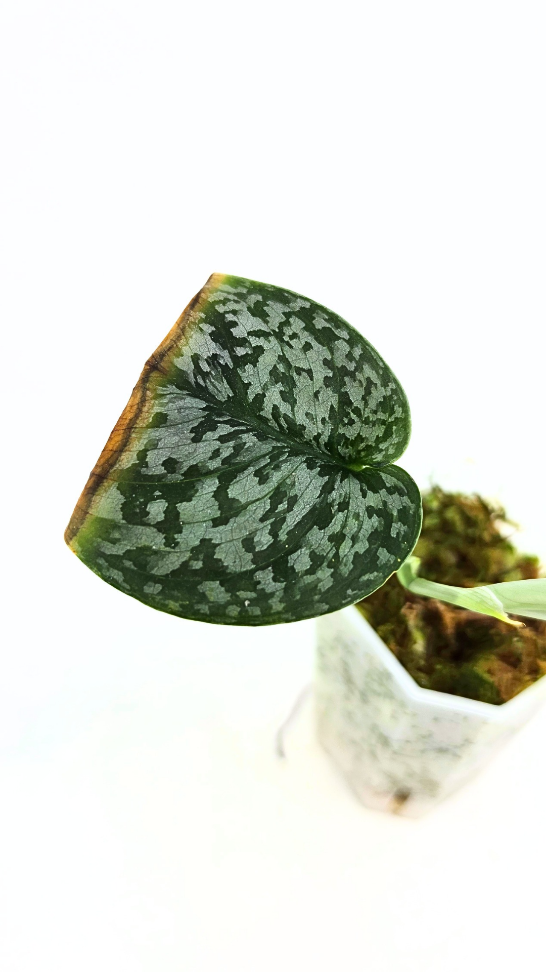 Rare indoor plant Scindapsus Dark Splash available for sale by rare houseplant shop The Leaf Gallery in Perth, Western Australia