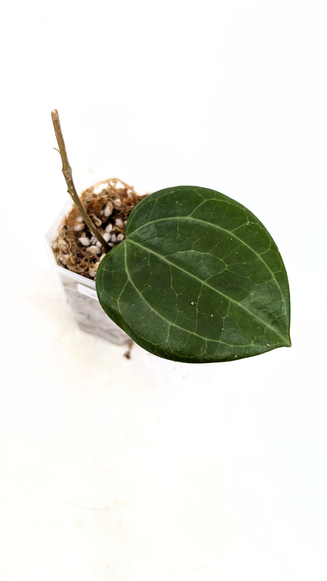 Rare waxplant Hoya Sarawak available for sale at rare indoor plant shop The Leaf Gallery in Perth, Western Australia