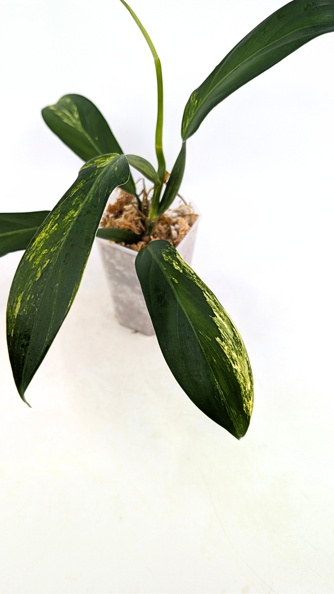 Super Rare indoor plant Philodendron Panduriforme variegated available for sale at rare house plant shop The Leaf Gallery in Perth, Western Australia.