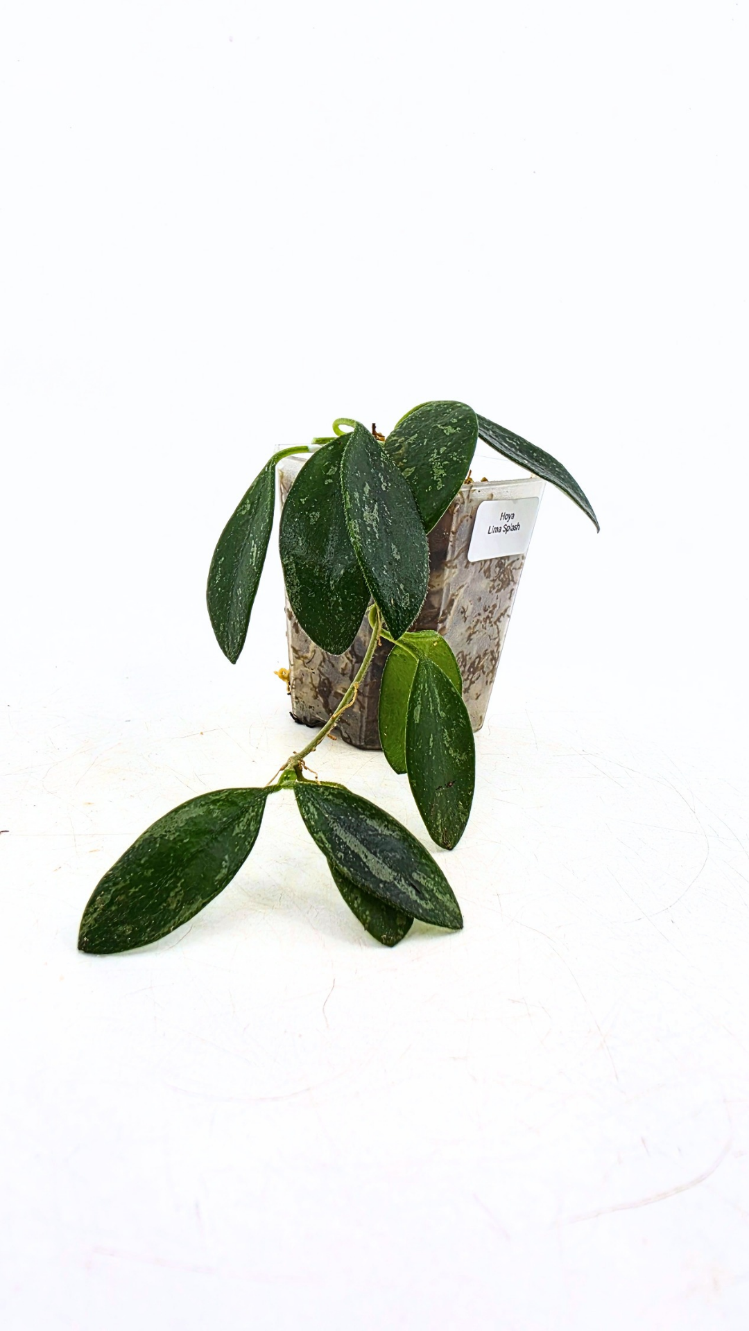 Rare waxplant Hoya Lima Splash available for sale at rare indoor plant shop The Leaf Gallery in Perth, Western Australia