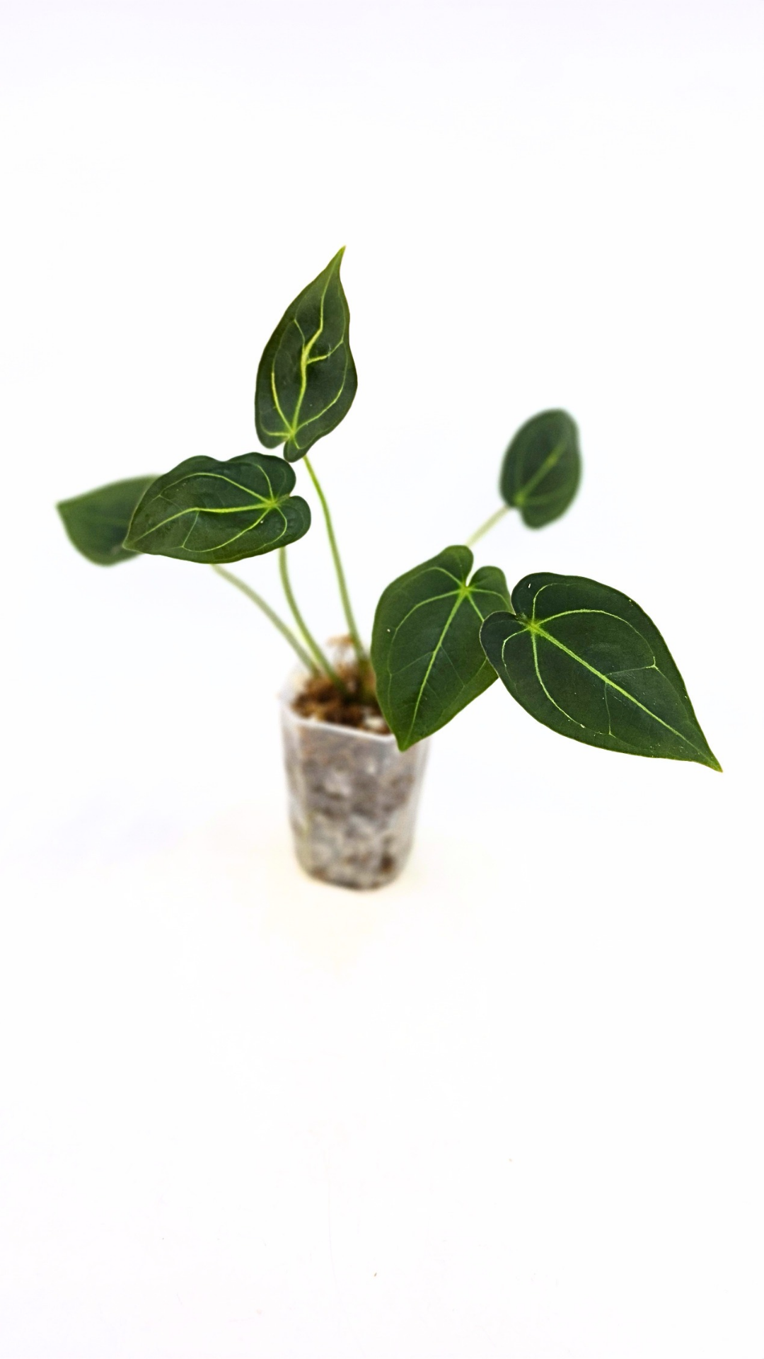 Rare anthurium hybrid Dark Forgetii X Bessae Aff available for sale at rare houseplant shop The Leaf Gallery in Perth, Western Australia