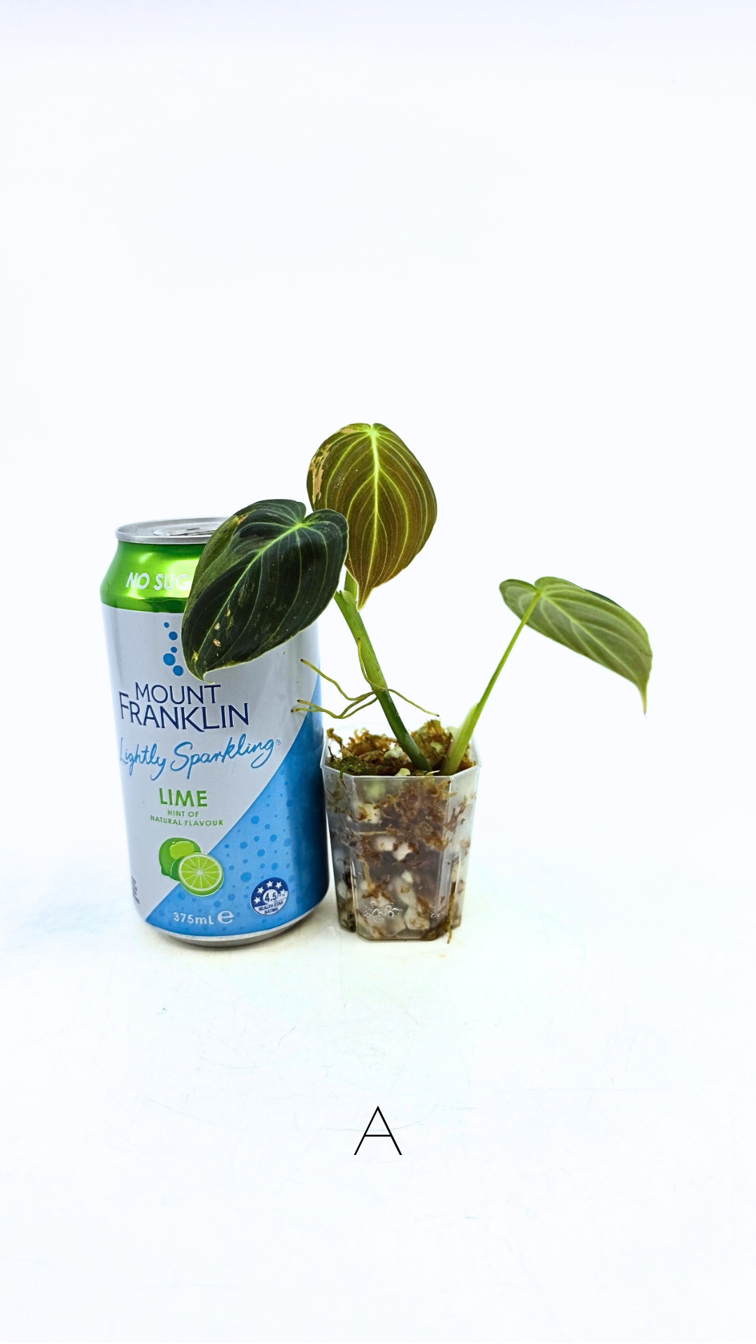 Rare plant Philodendron Melanochrysum Varigated available for sale at rare plant shop The Leaf Gallery in Perth, Western Australia