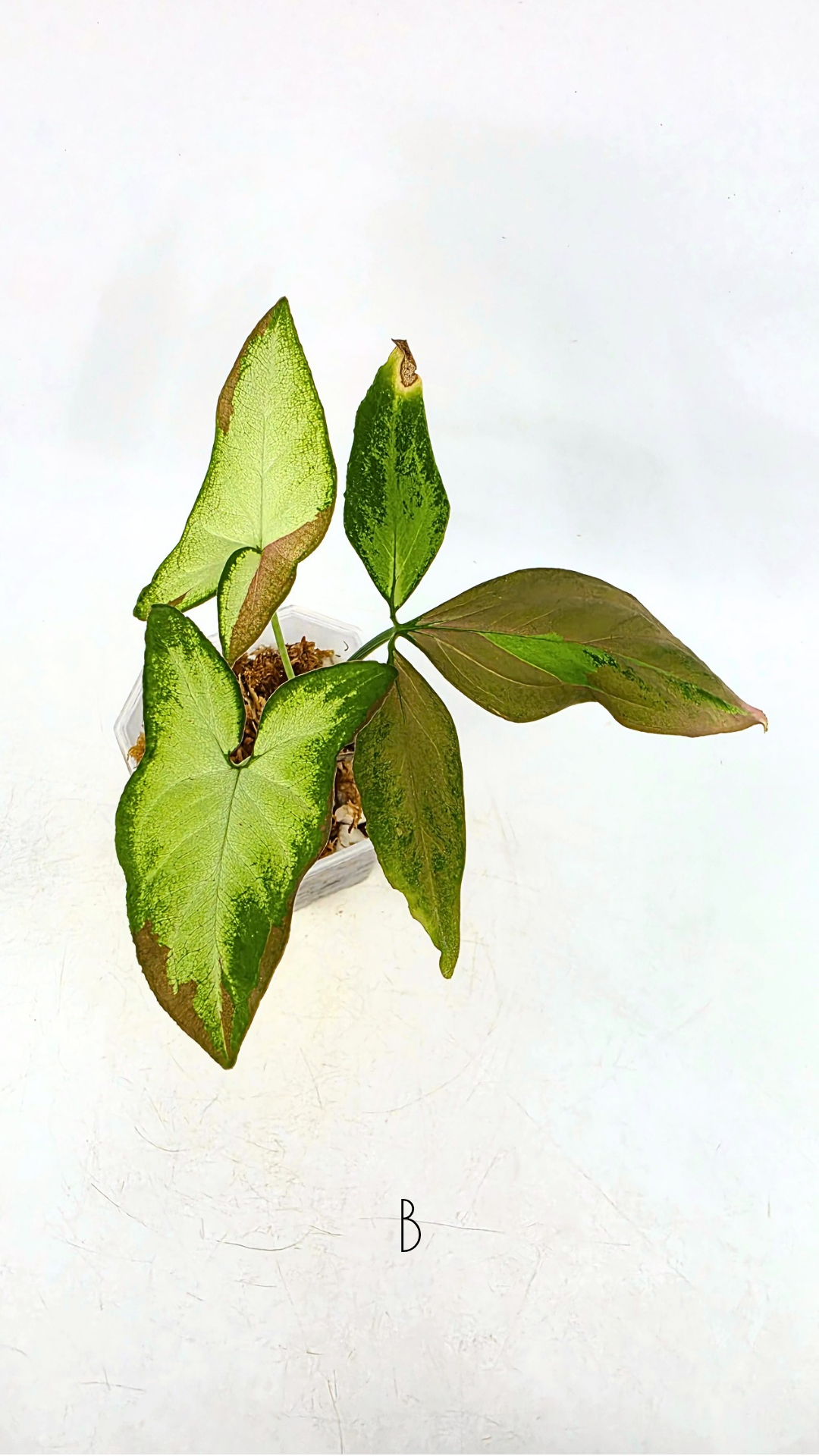 Rare plant Syngonium Redspot Tricolour available from rare plant shop The Leaf Gallery in Perth, Western Australia