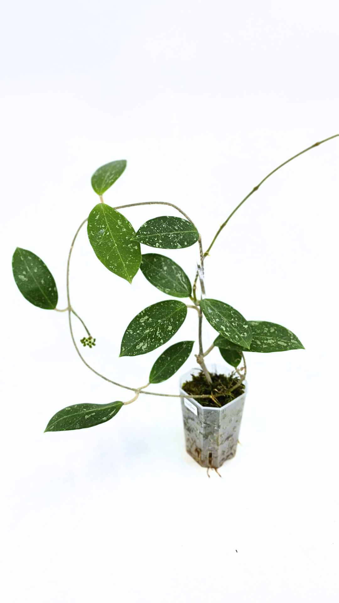 Rare waxplant Hoya sp Para Splash available for sale at rare indoor plant shop The Leaf Gallery in Perth, Western Australia